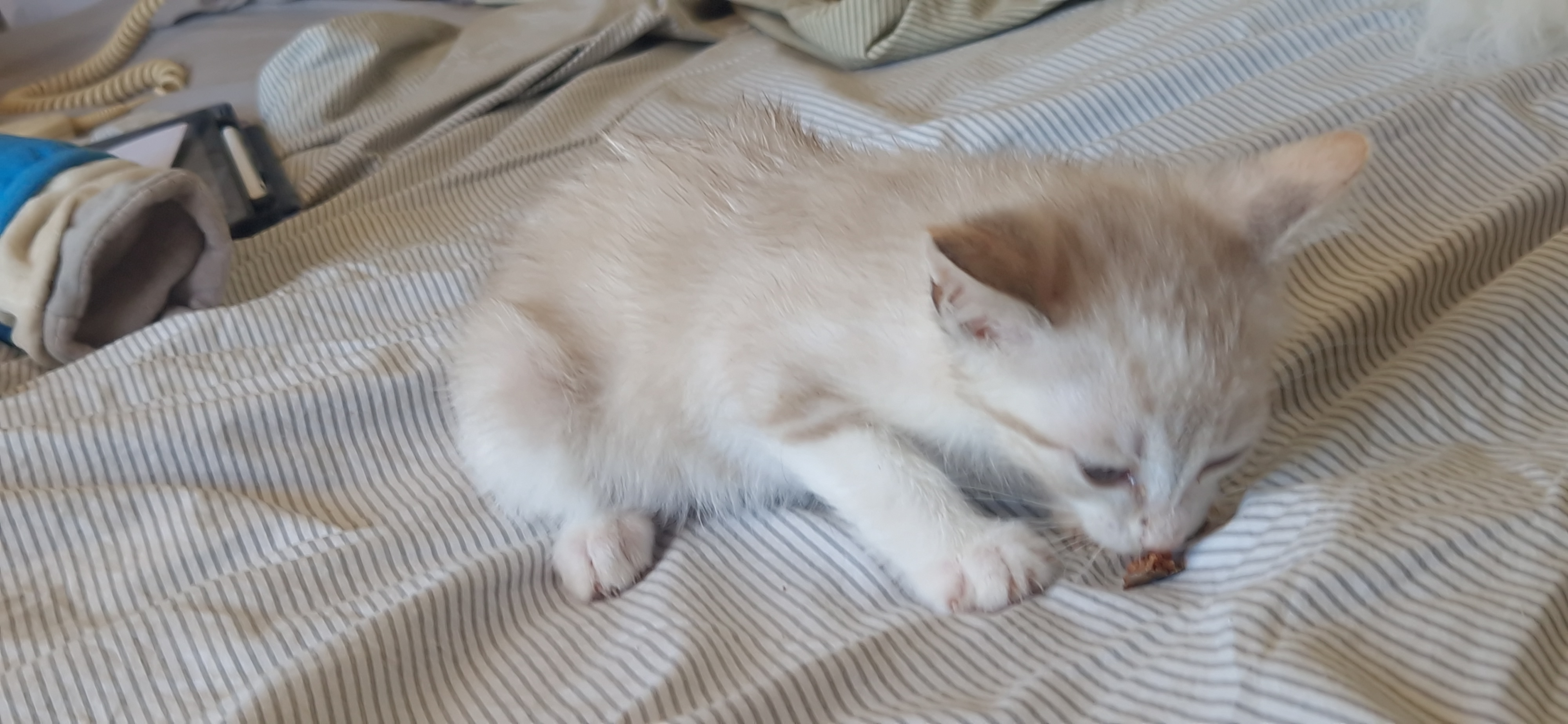 Bandie (chaton Mina)
