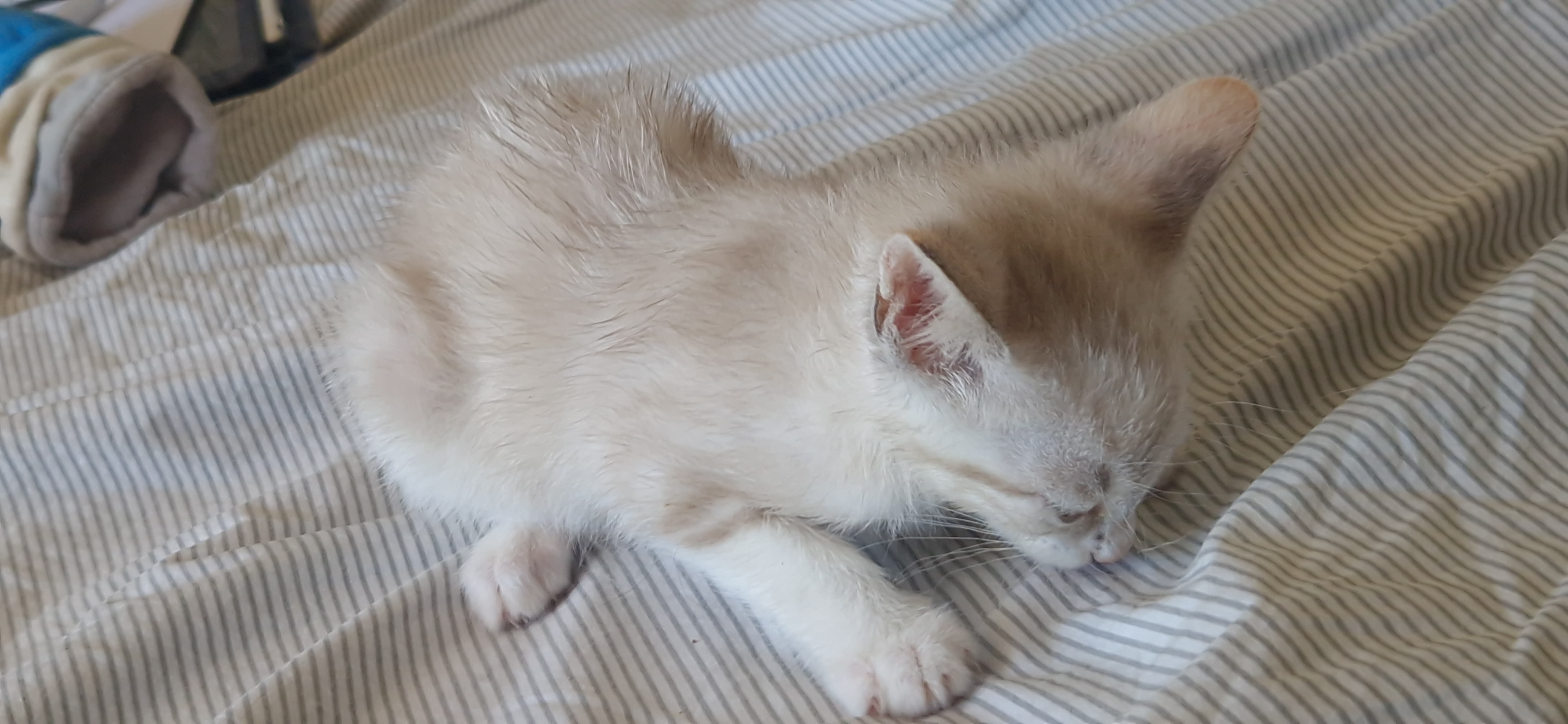 Bandie (chaton Mina)