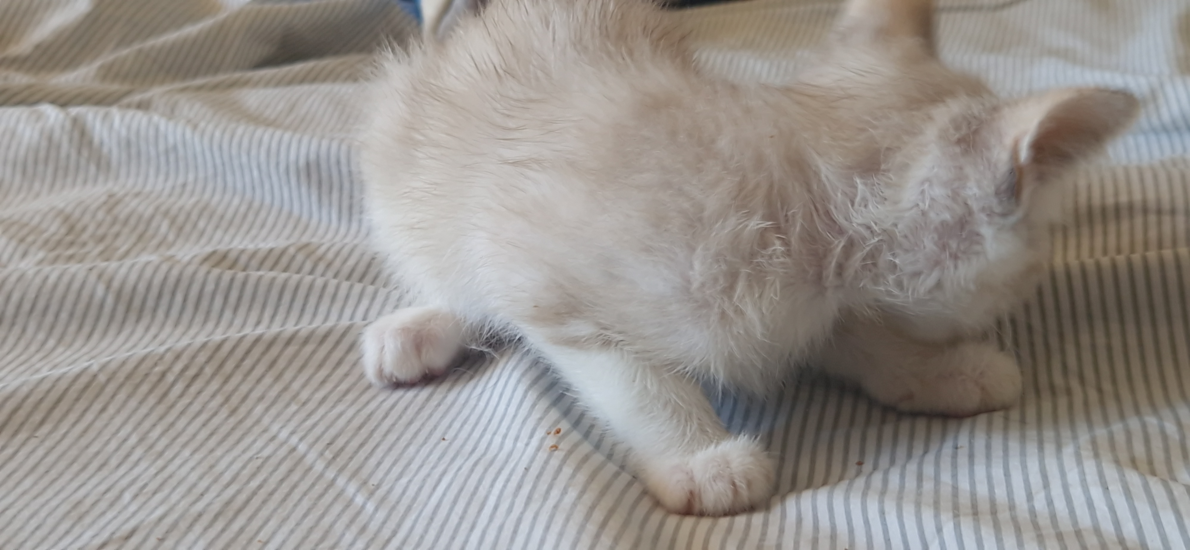 Bandie (chaton Mina)