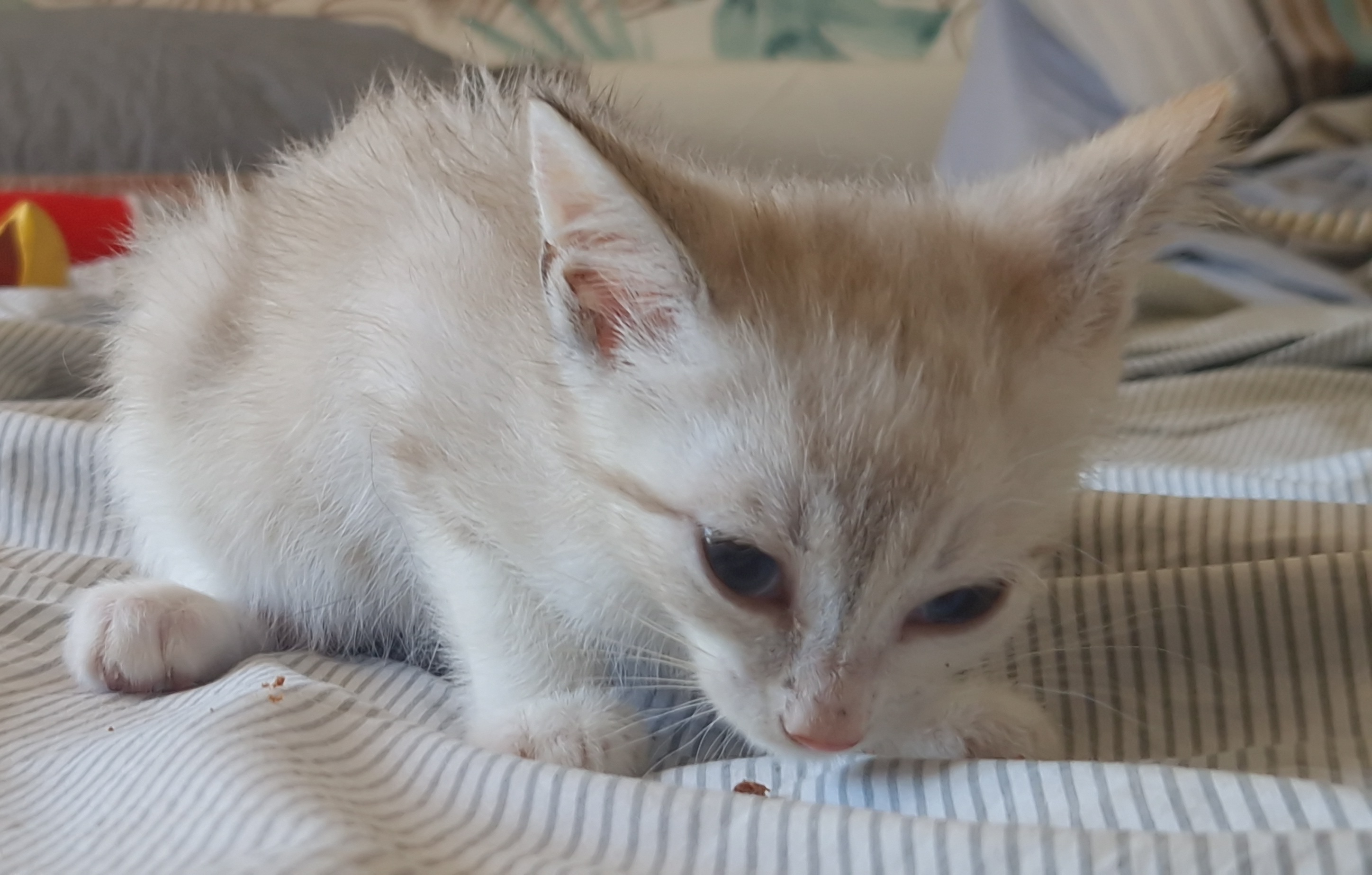 Bandie (chaton Mina)