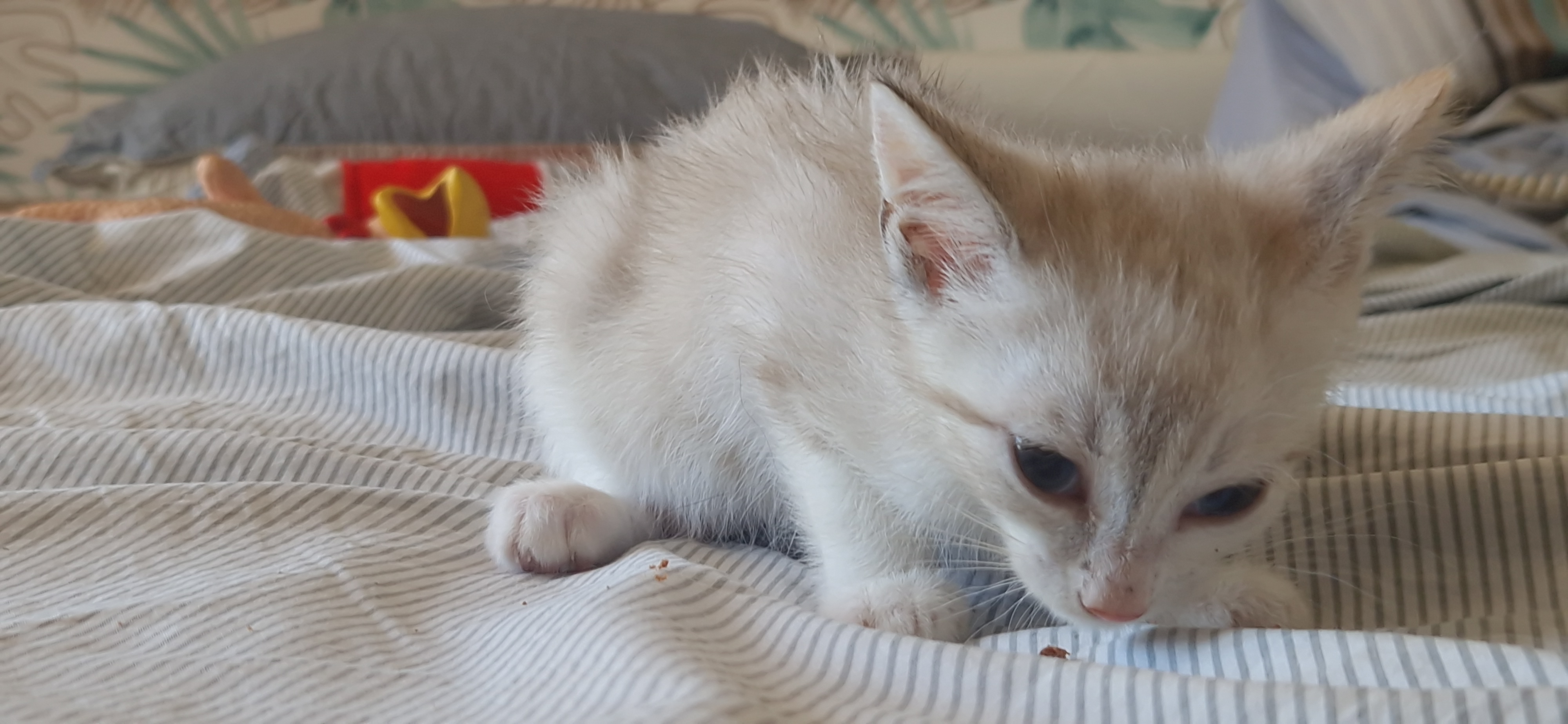 Bandie (chaton Mina)