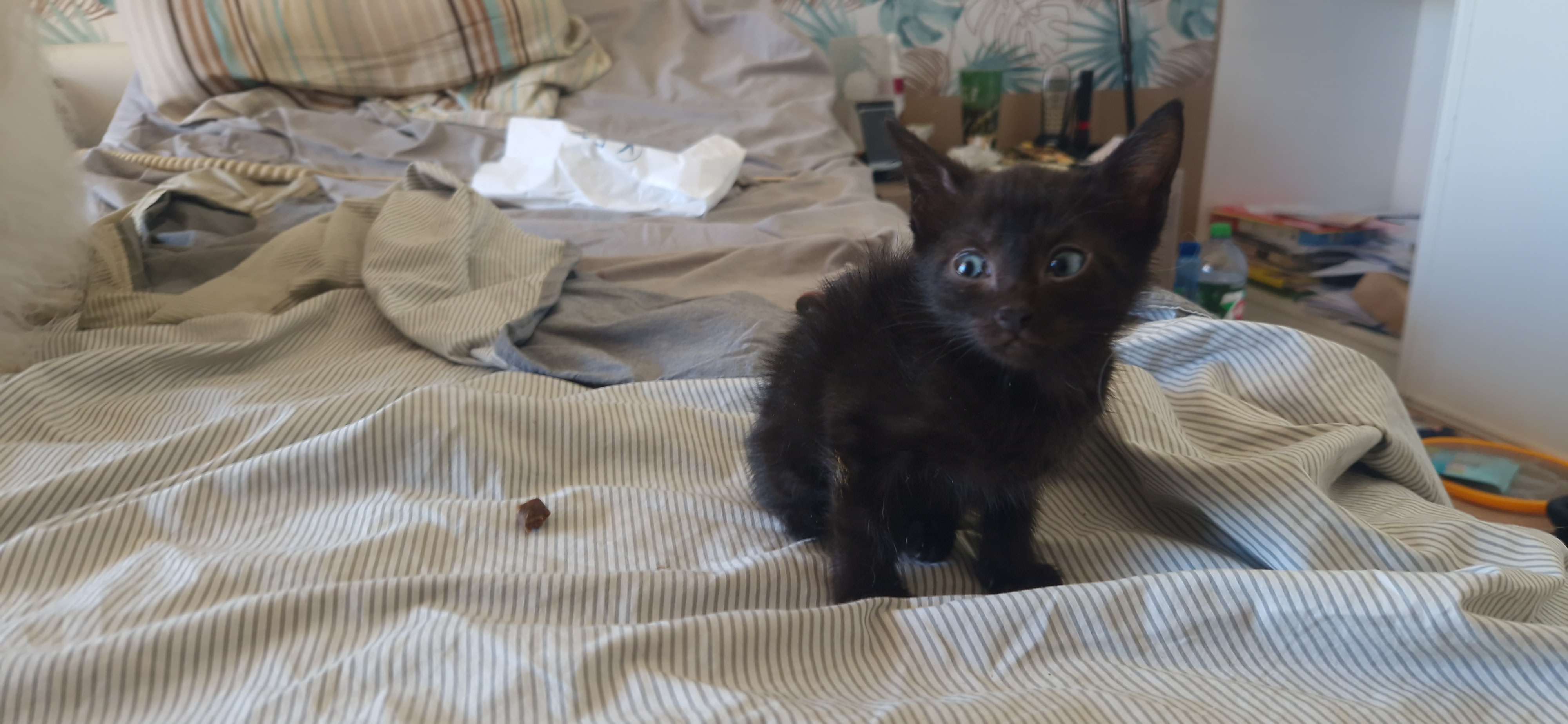 Blackie (chaton Zoé)