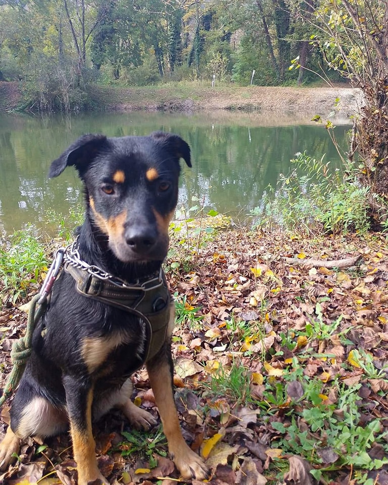 Loki