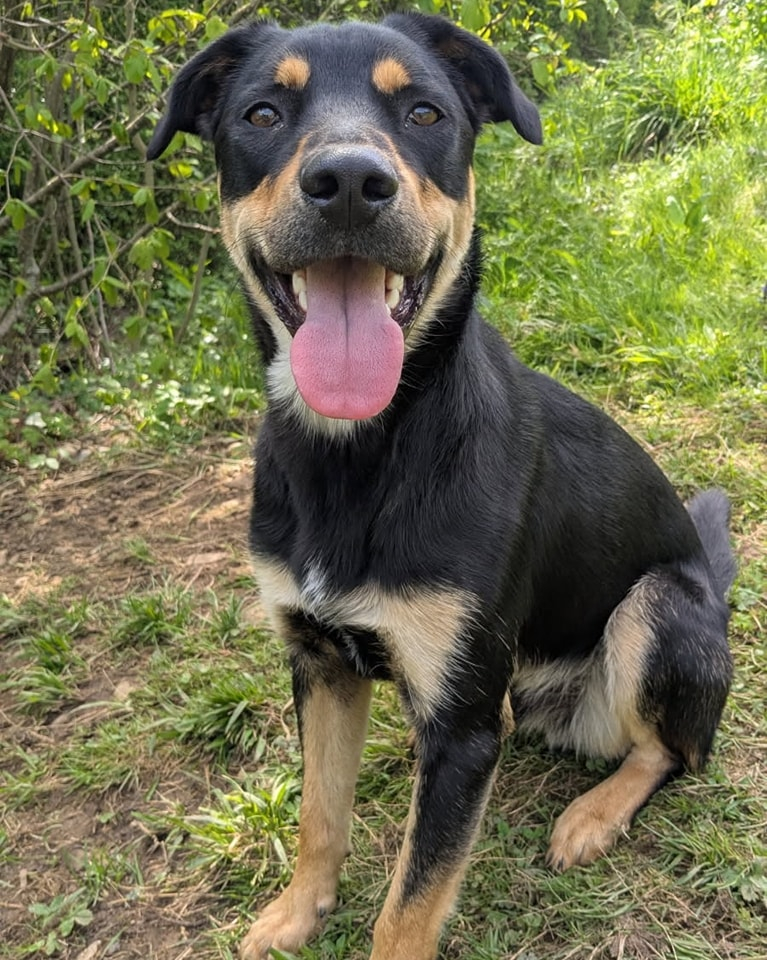 Loki