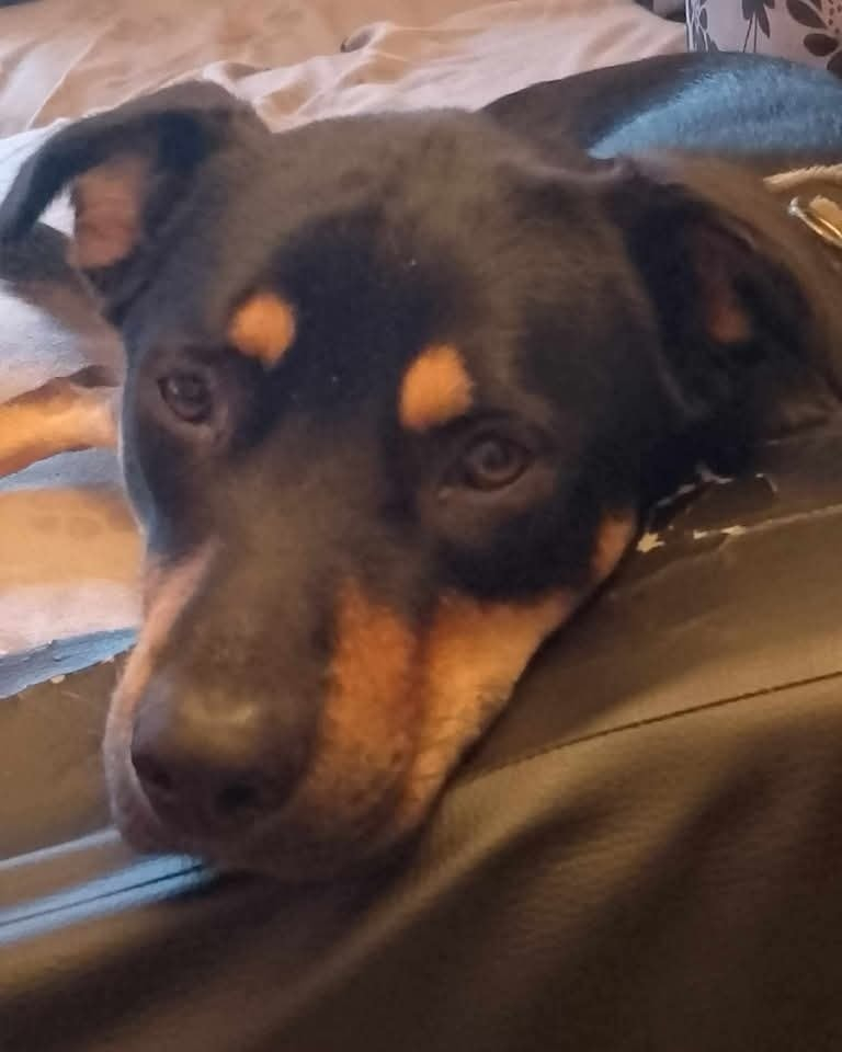 Loki