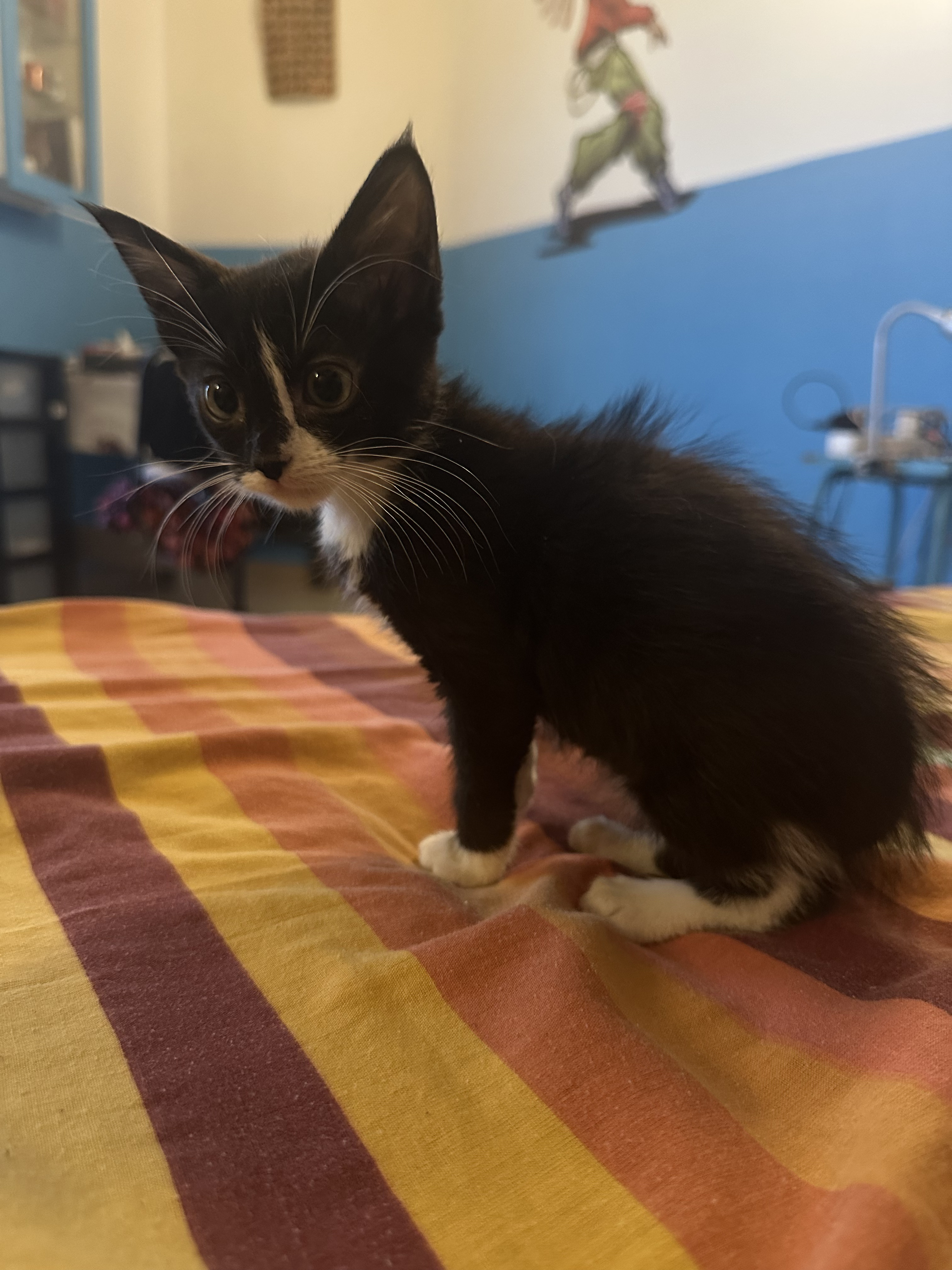 BOULIE (noir trait blanc museau chaton fleur)