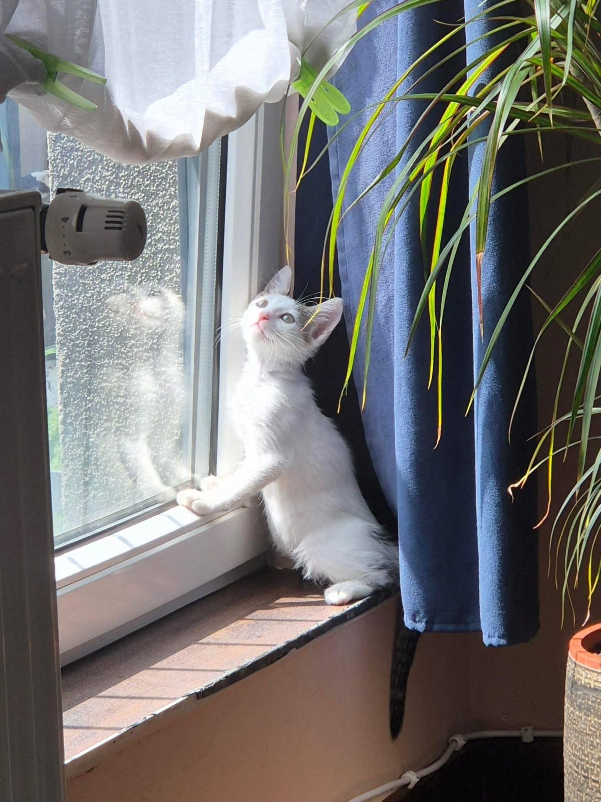 Blini