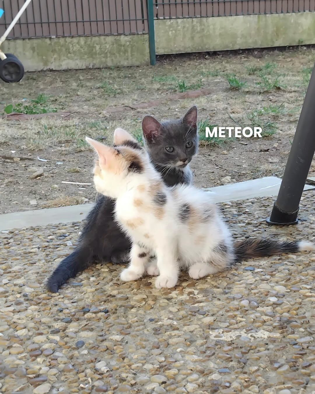 METEOR