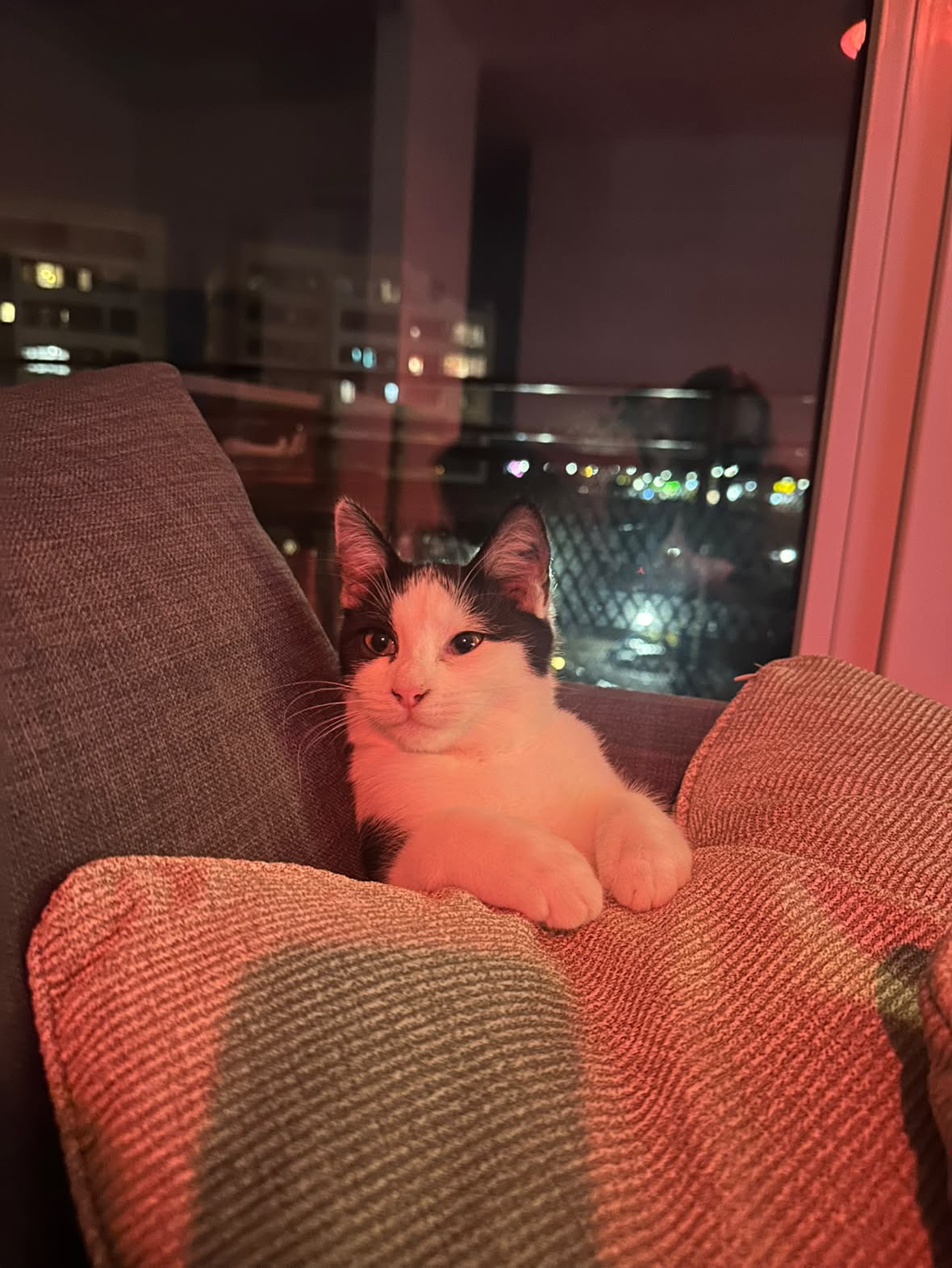 Pita