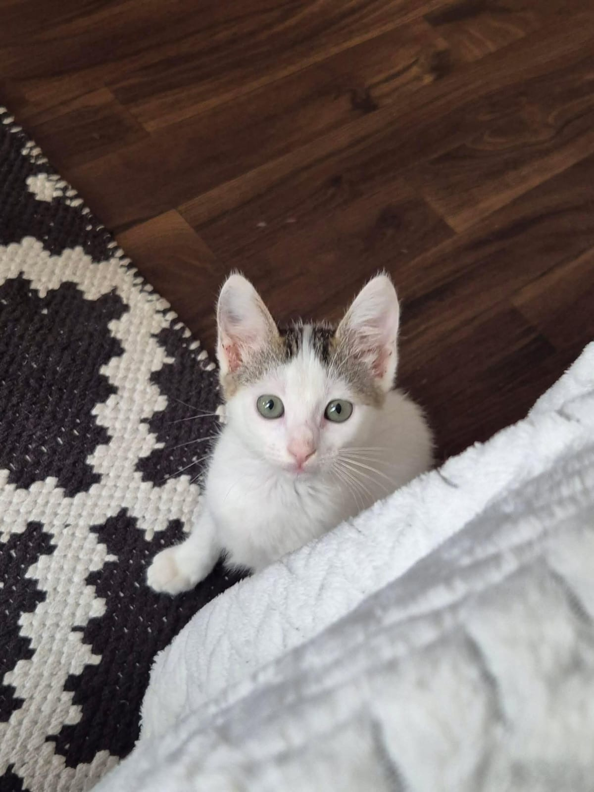 Blini