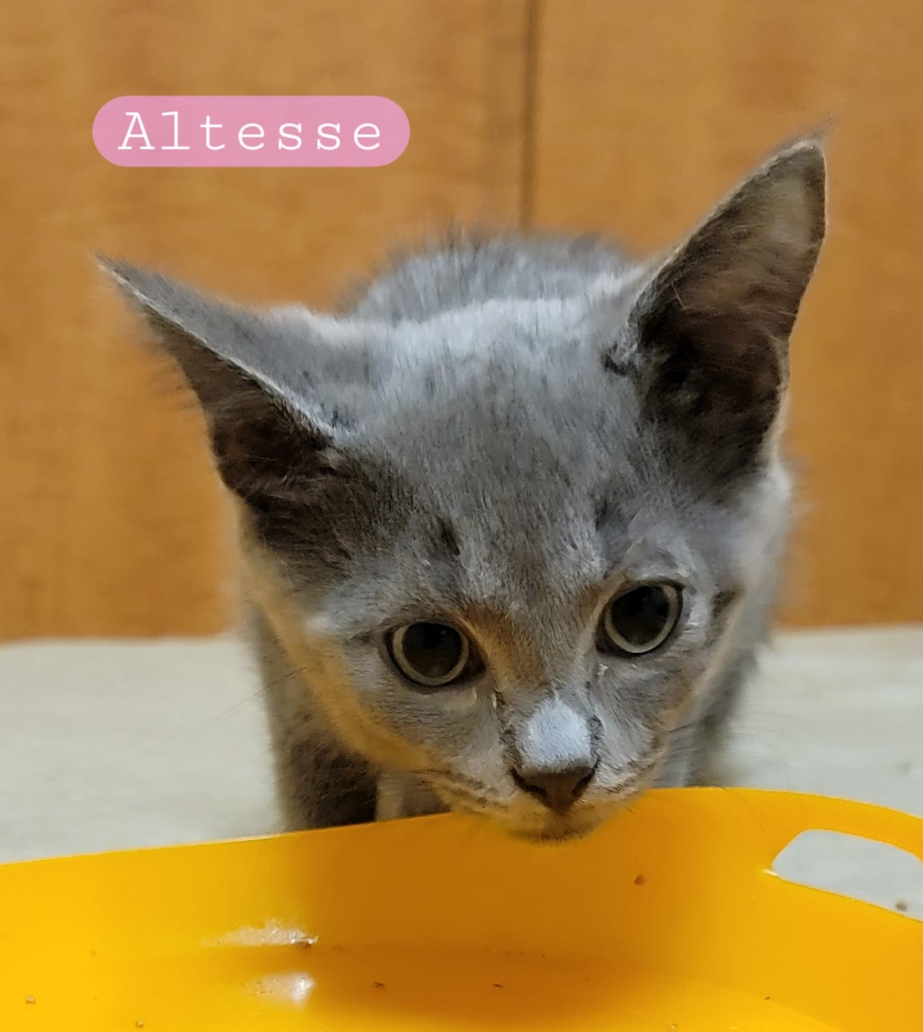 Altesse