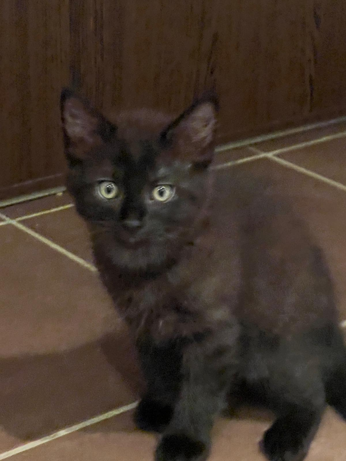 ARES