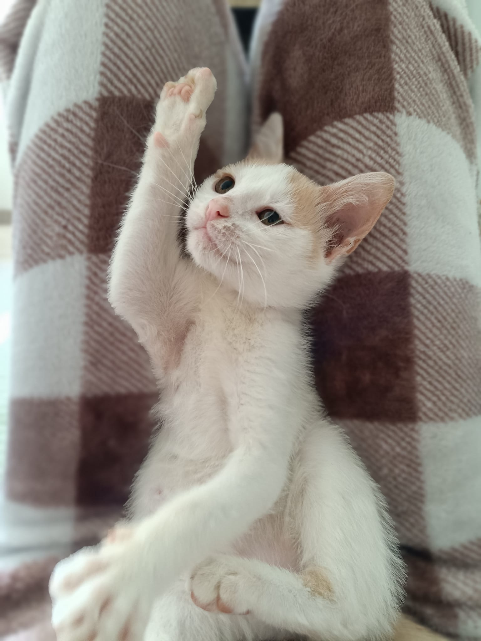 Arya