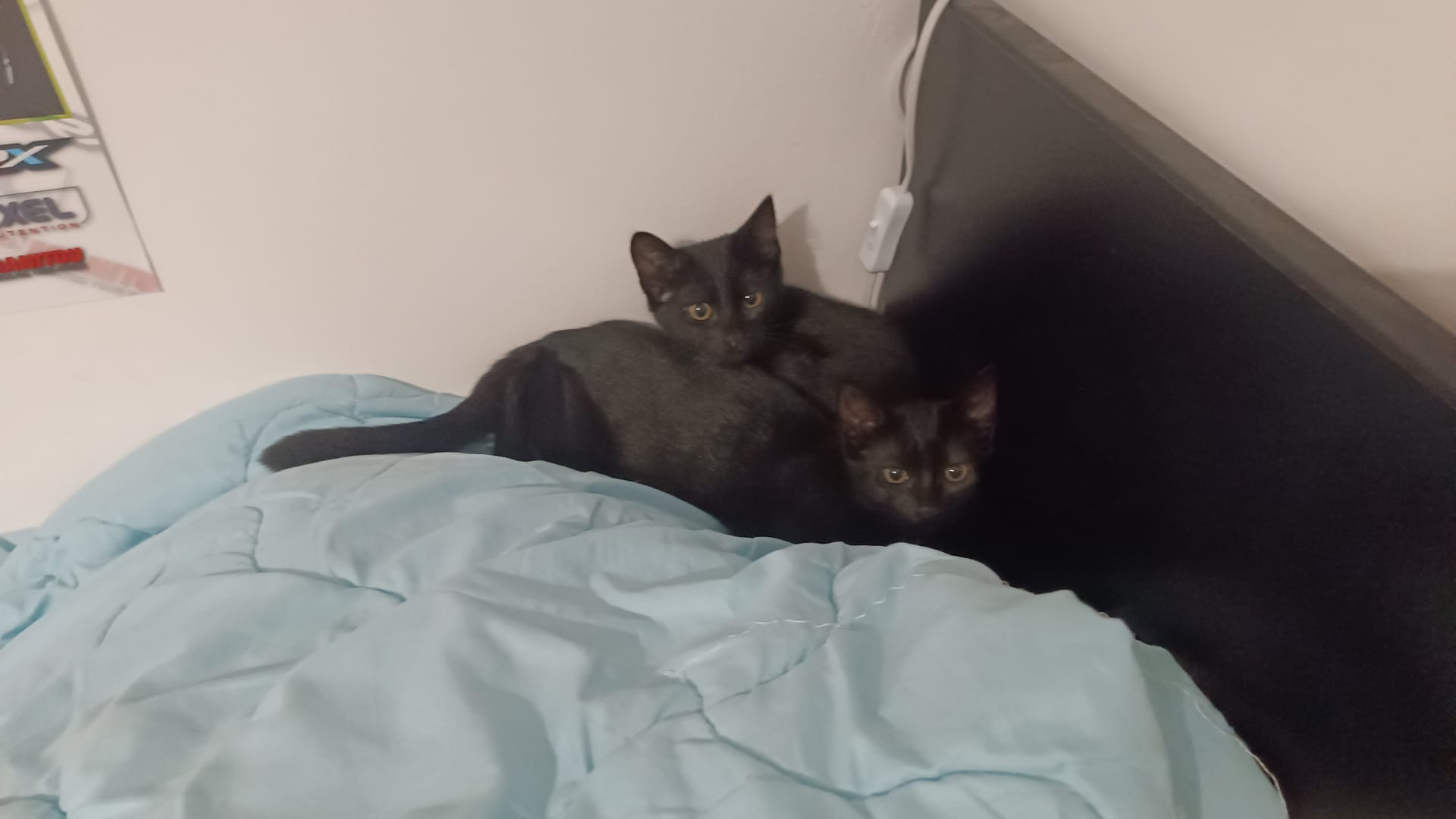 Amour