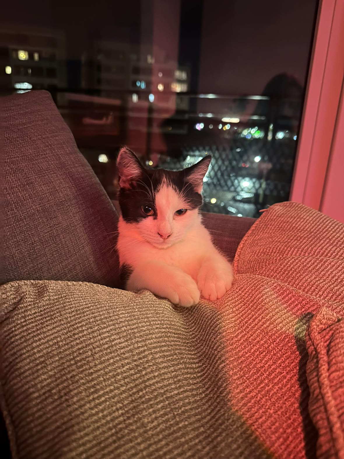 Pita
