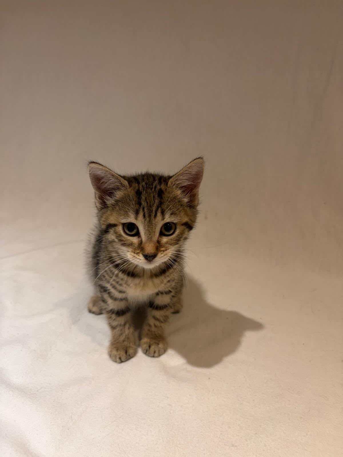 BELLA