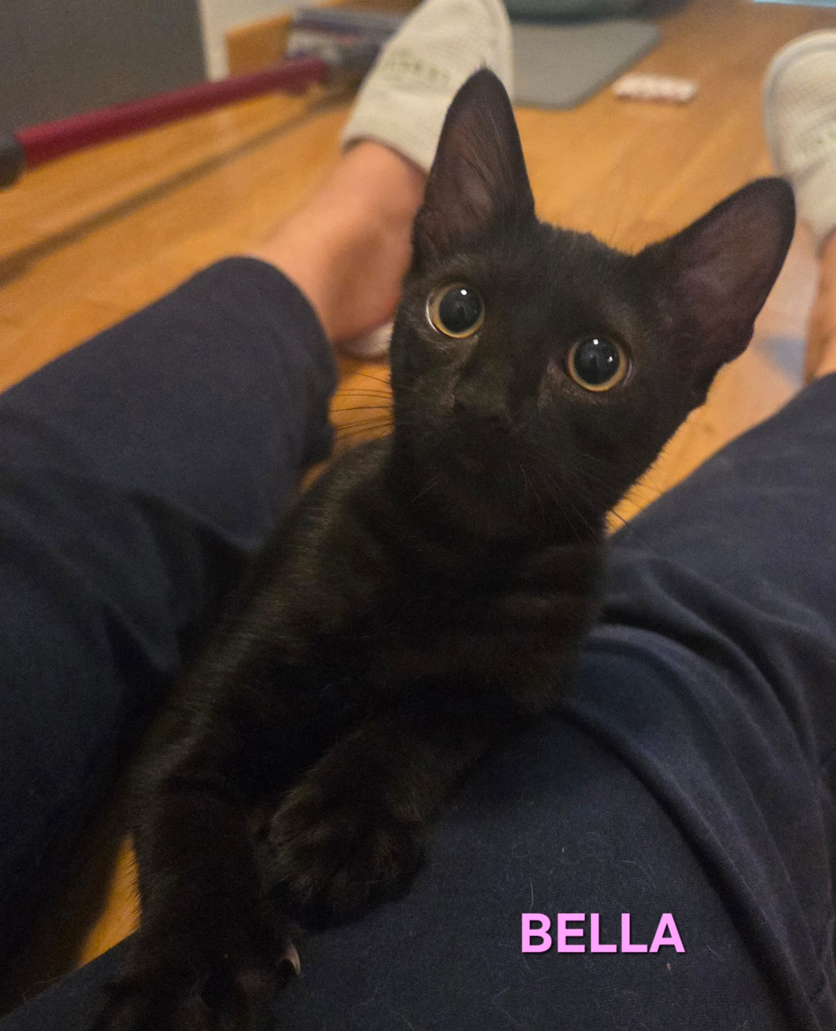 BELLA