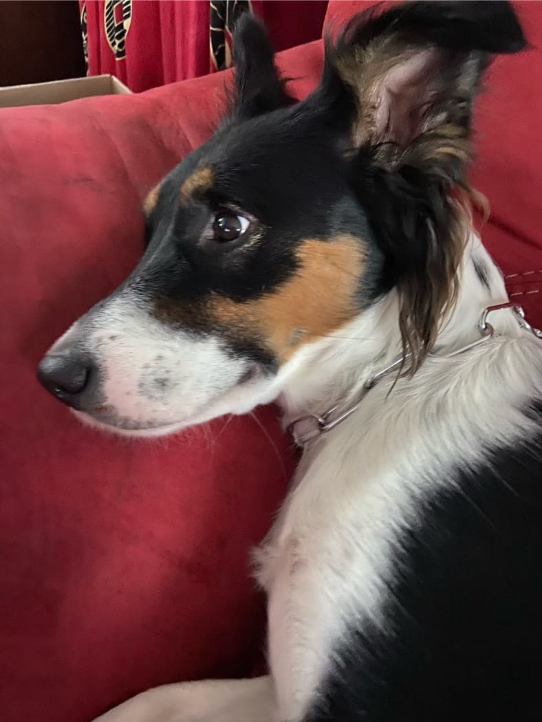 Nala