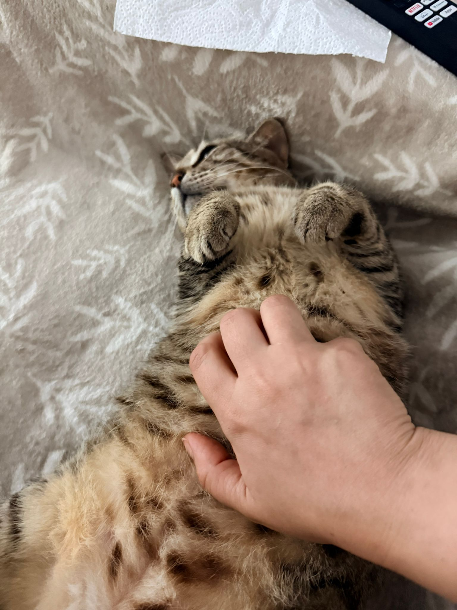 BOUBOULE