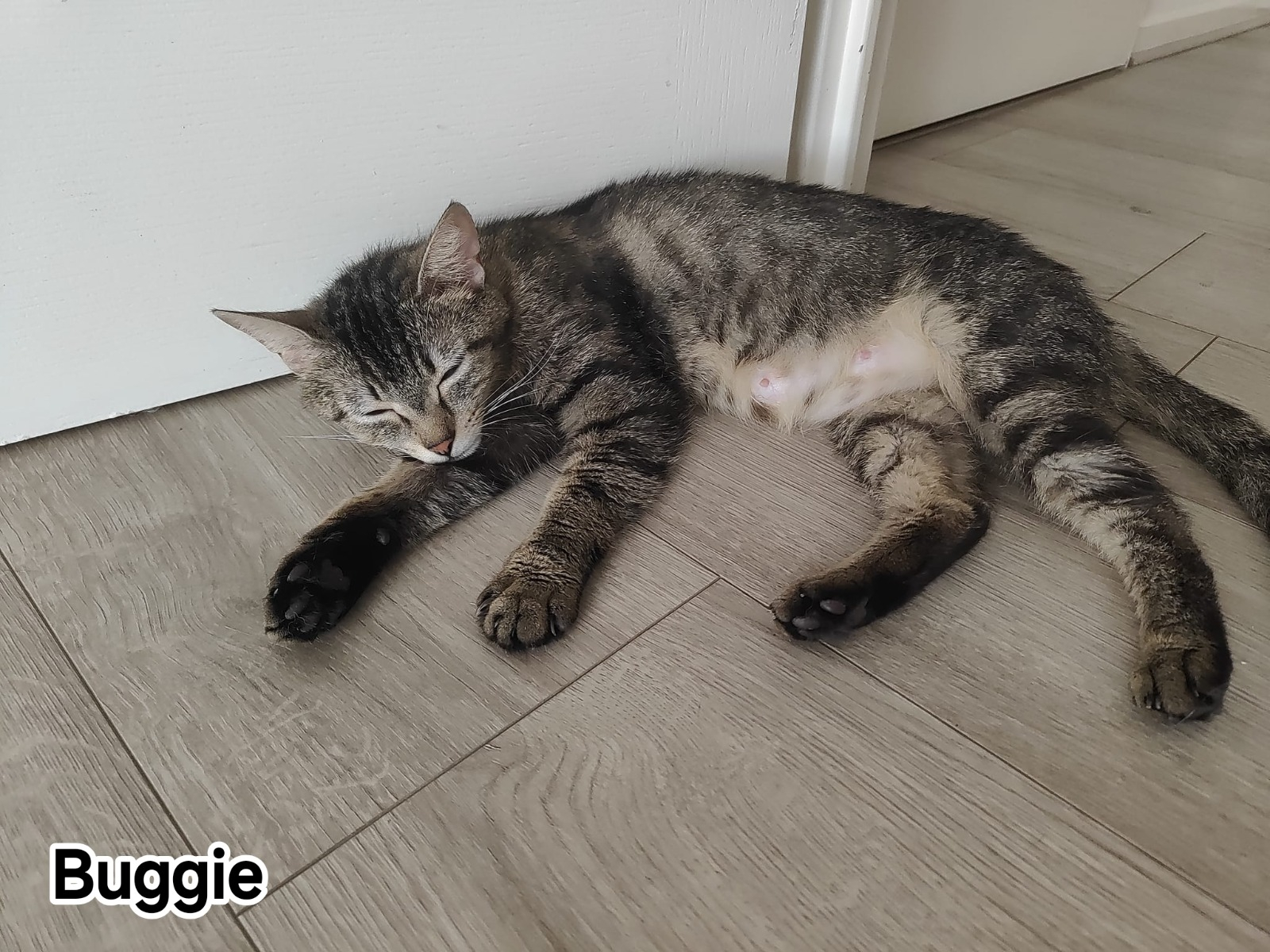 BUGGIE