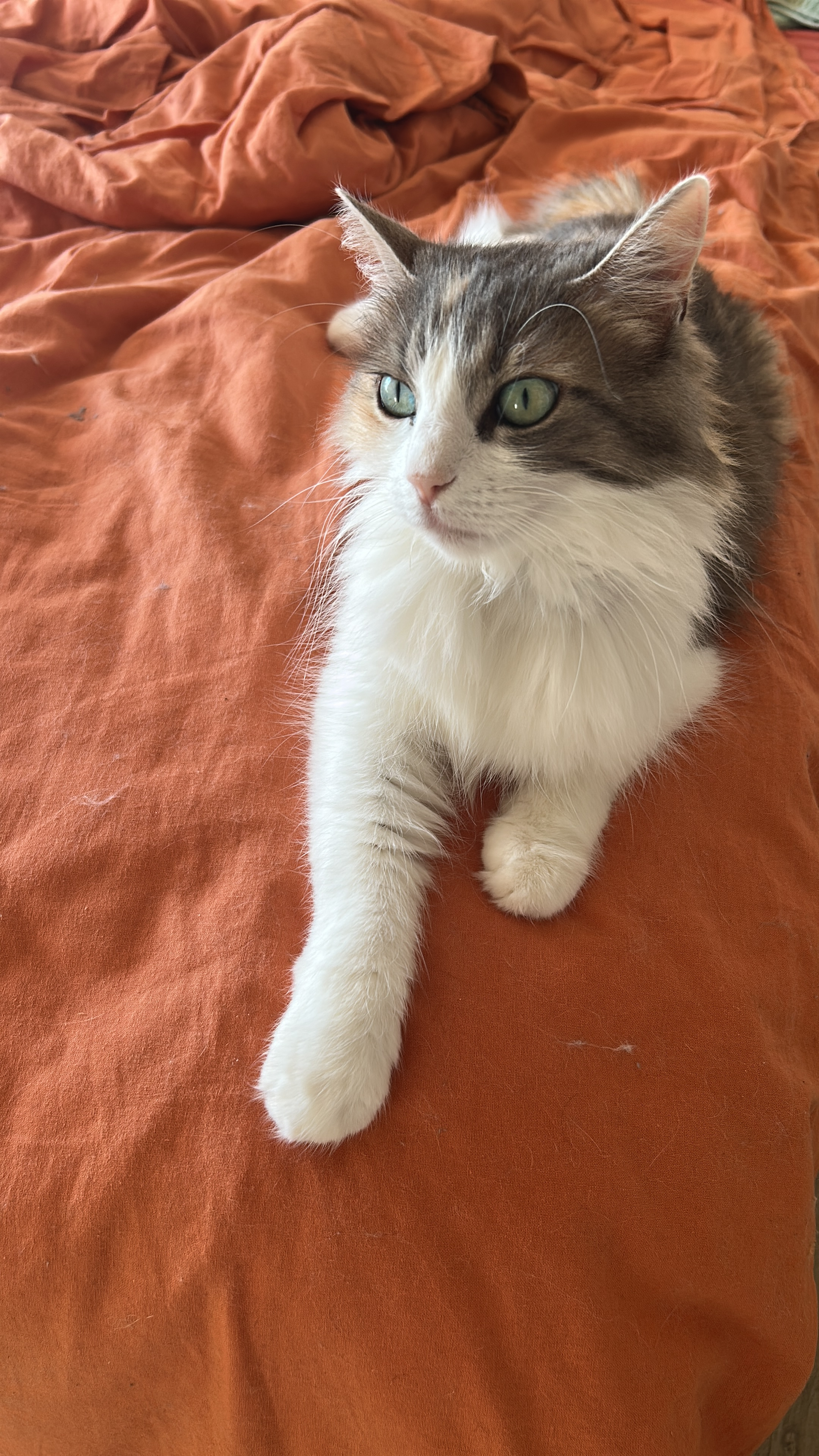Nyla