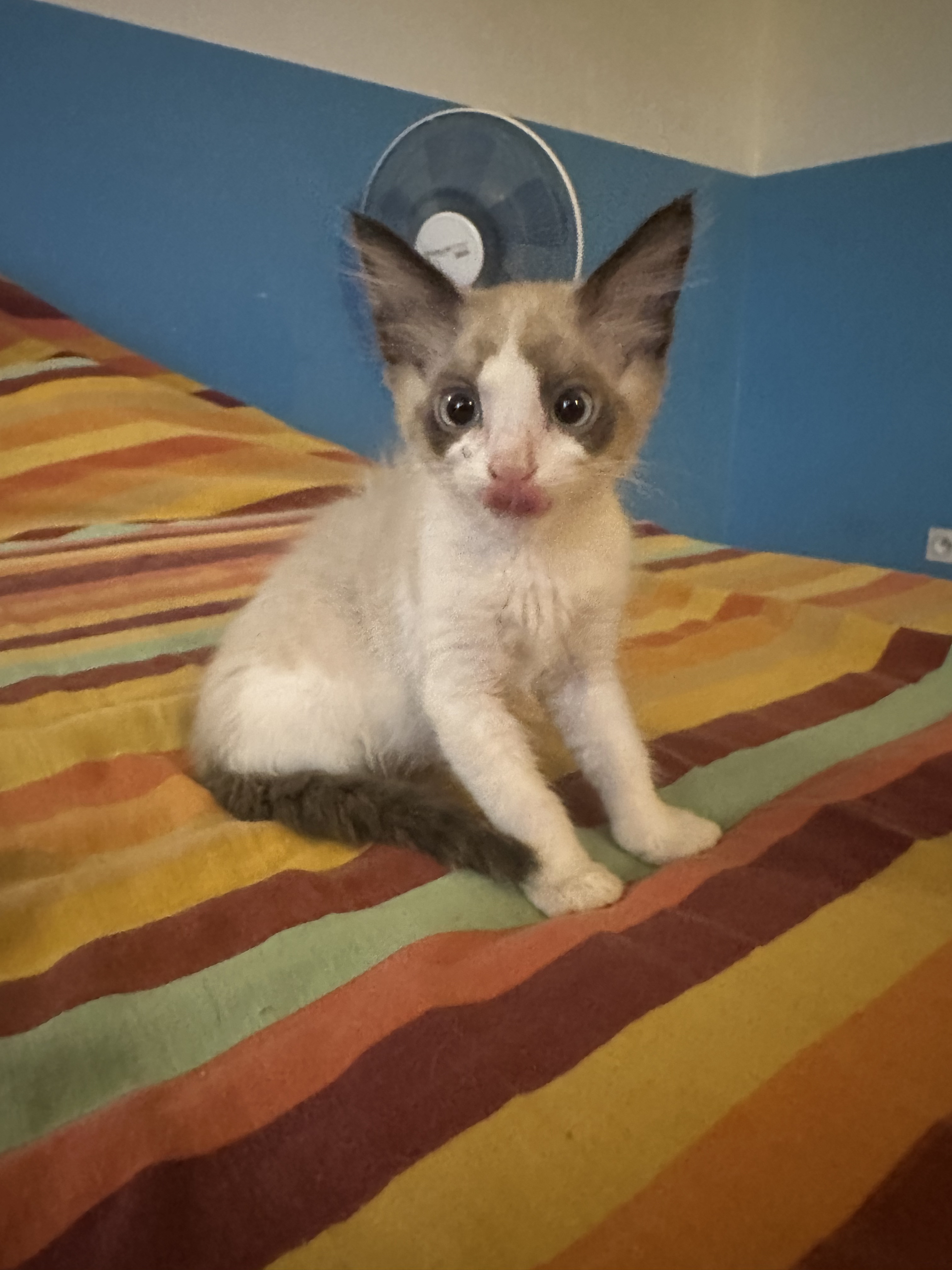 KITTO (blanc et créme fleur)