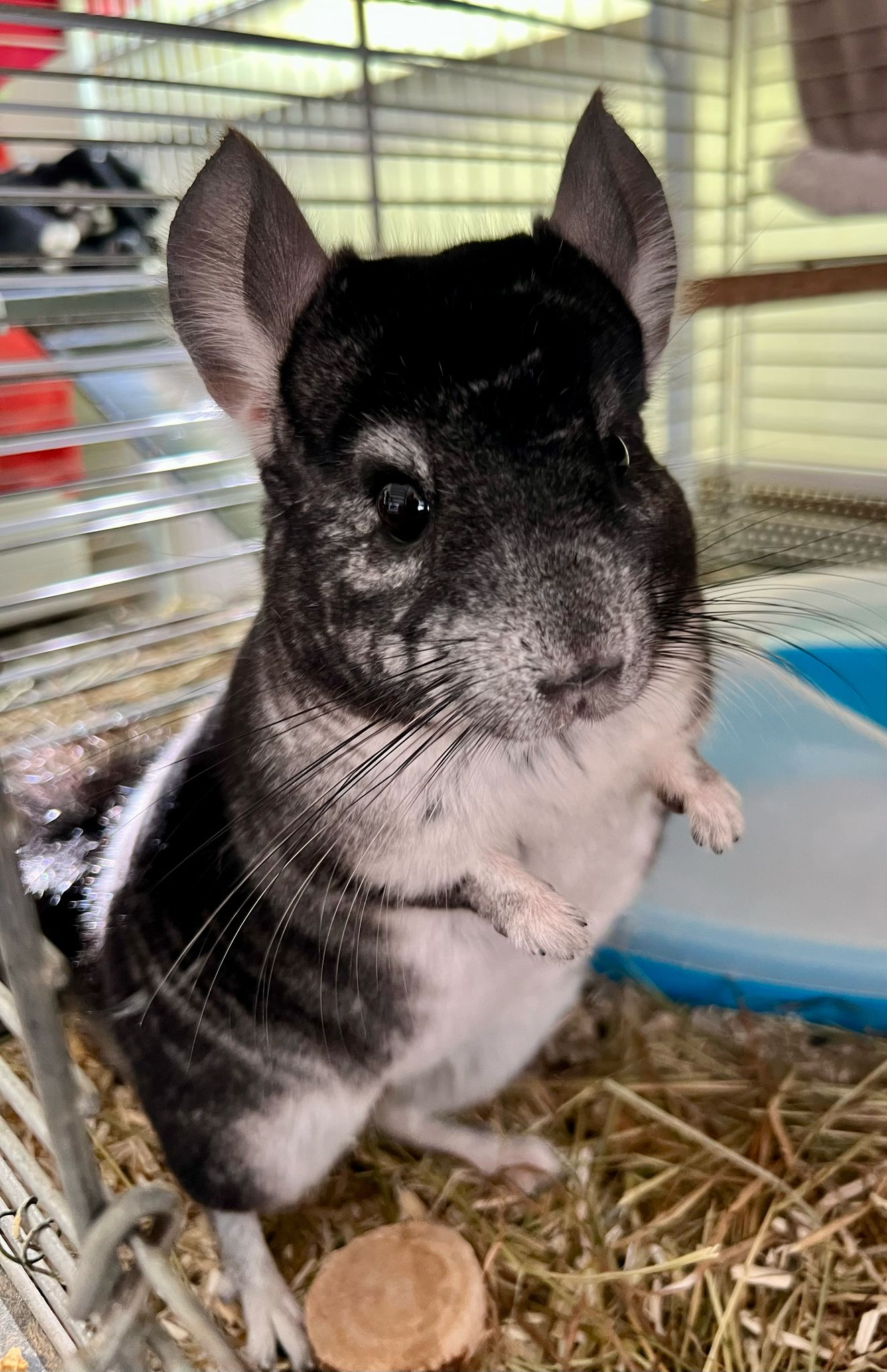 GUIMAUVE