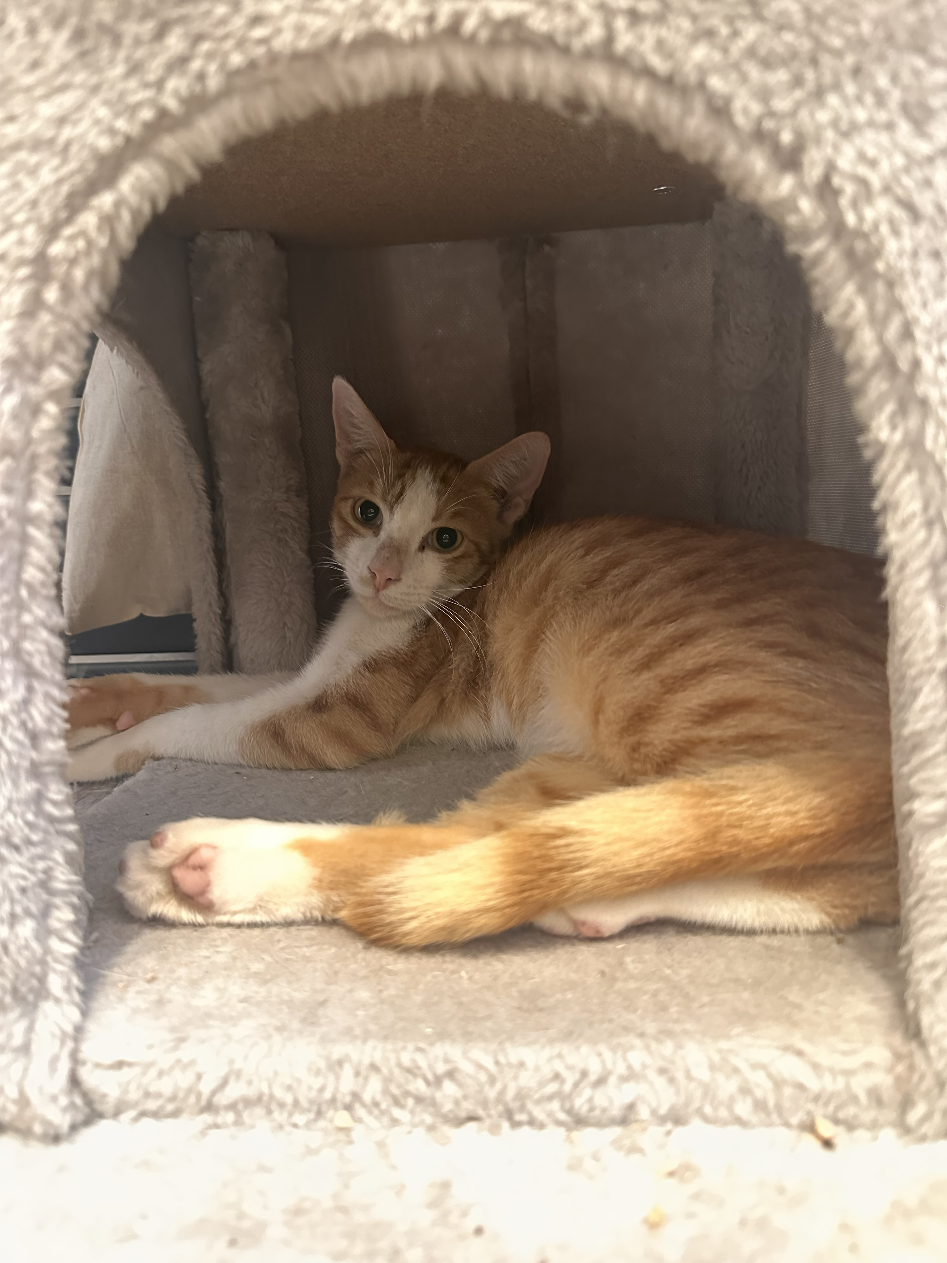 SIMBA