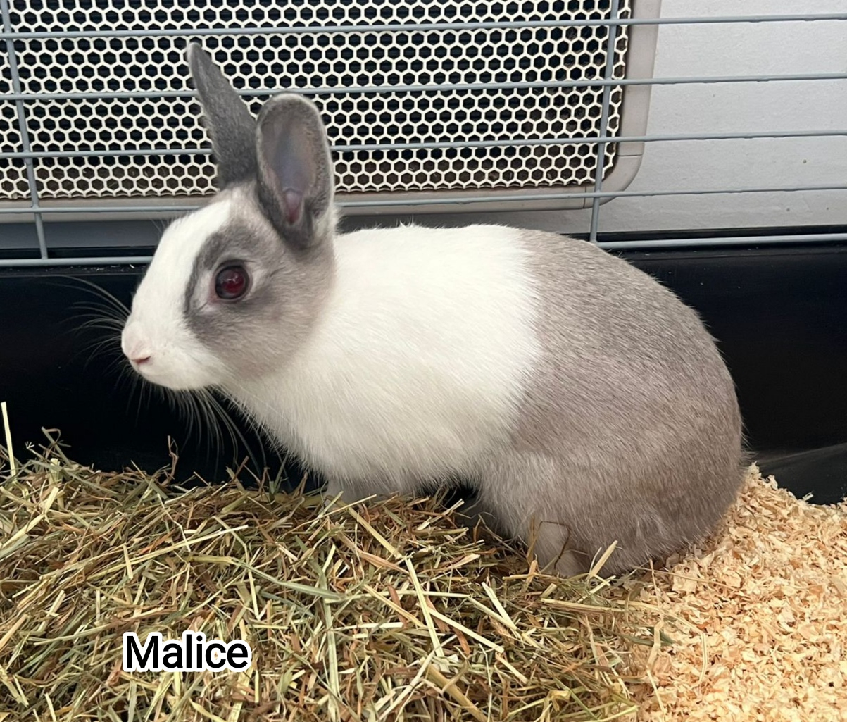 Malice