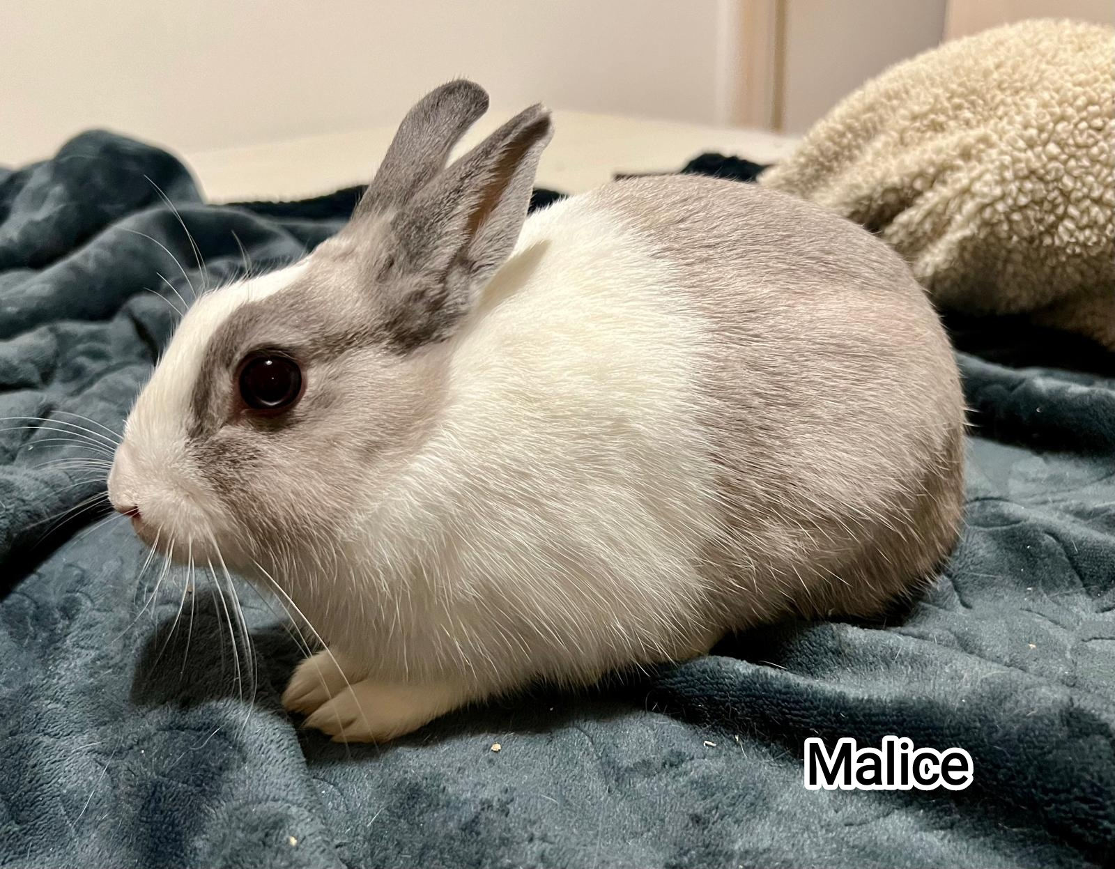 Malice