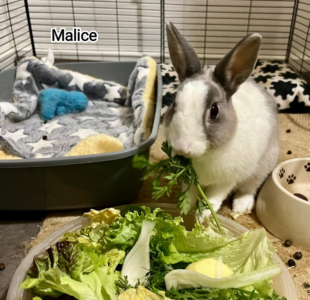 Malice