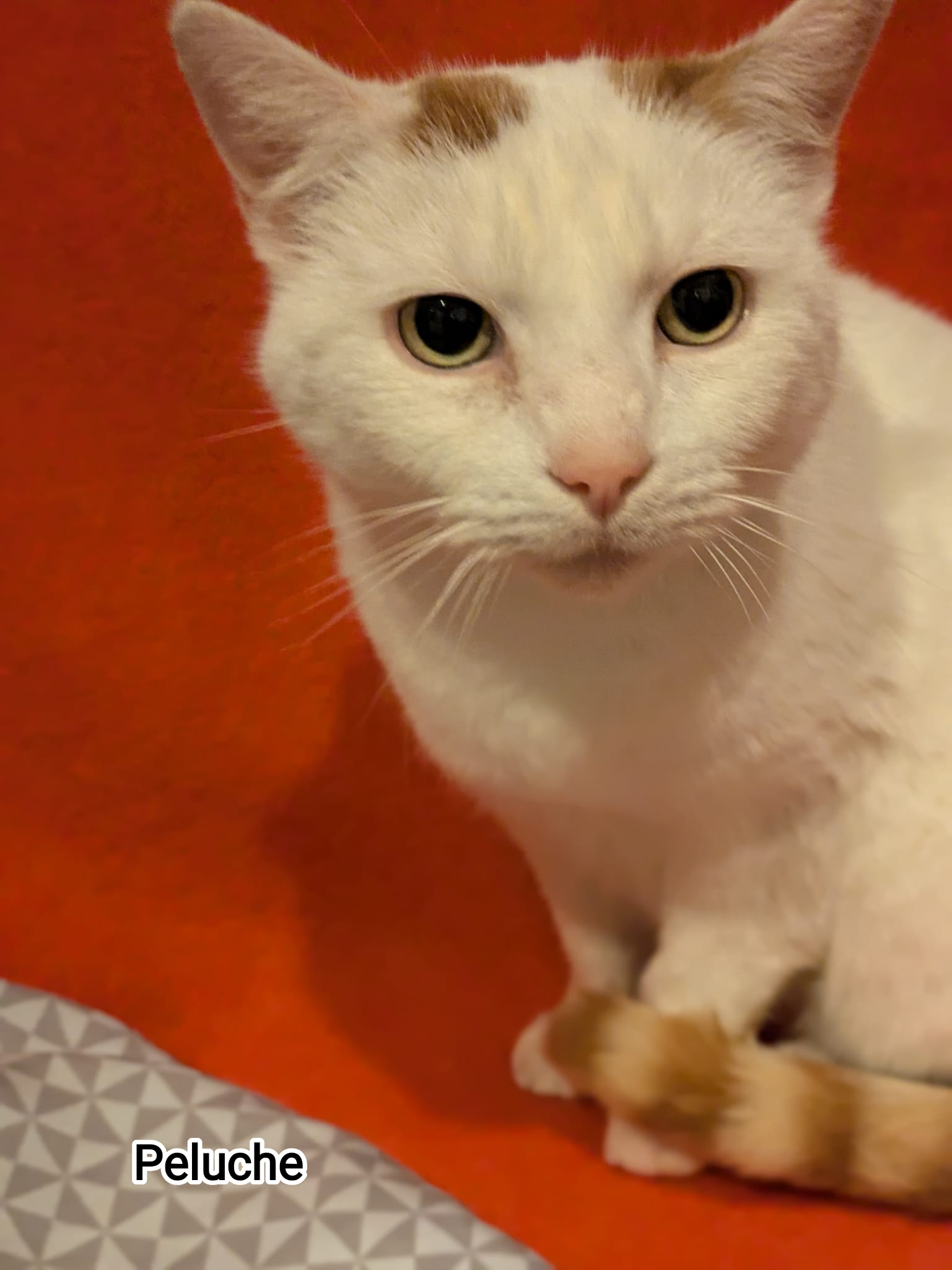 PELUCHE