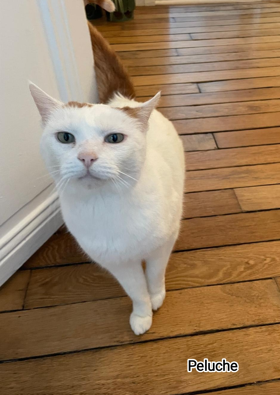 PELUCHE