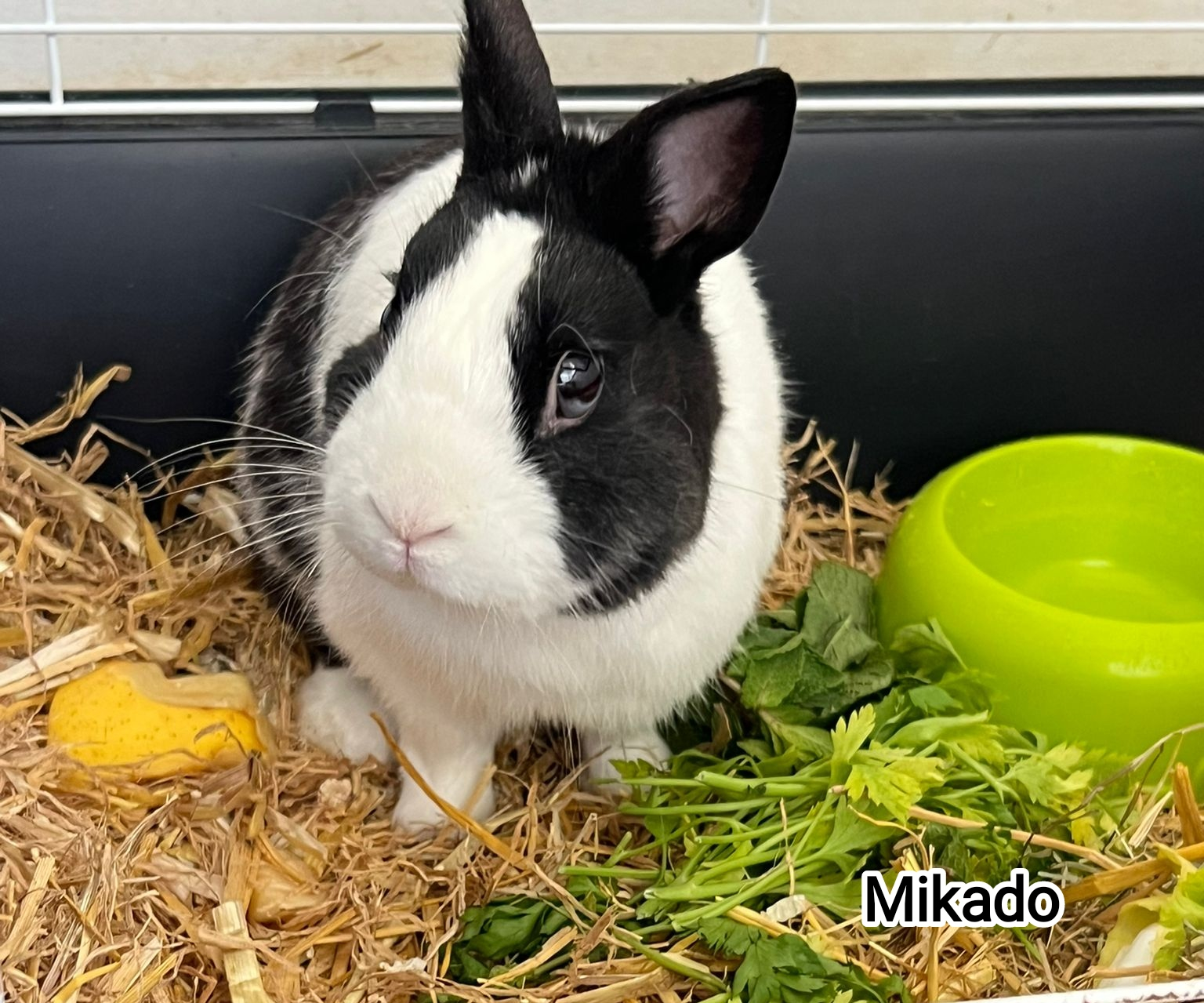MIKADO