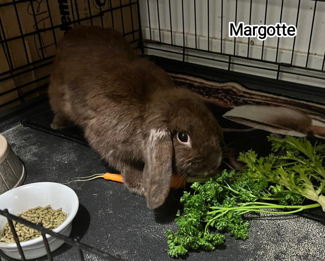 MARGOTTE