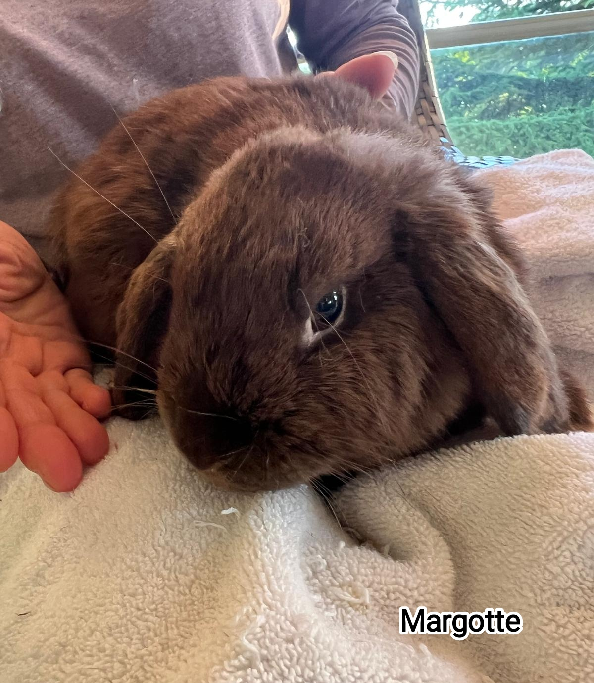 MARGOTTE