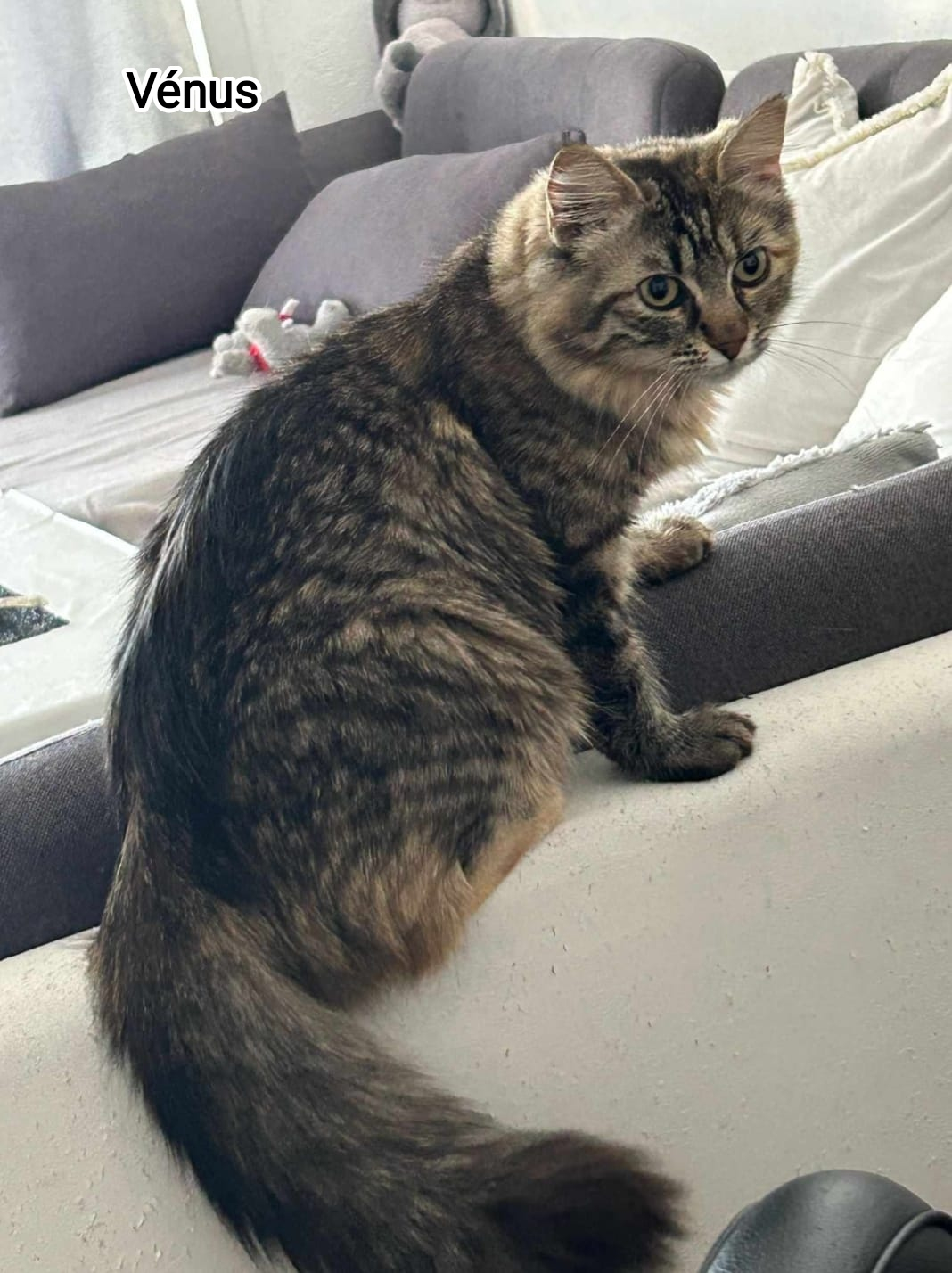 VENUS
