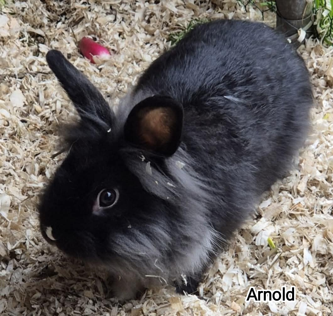 Arnold