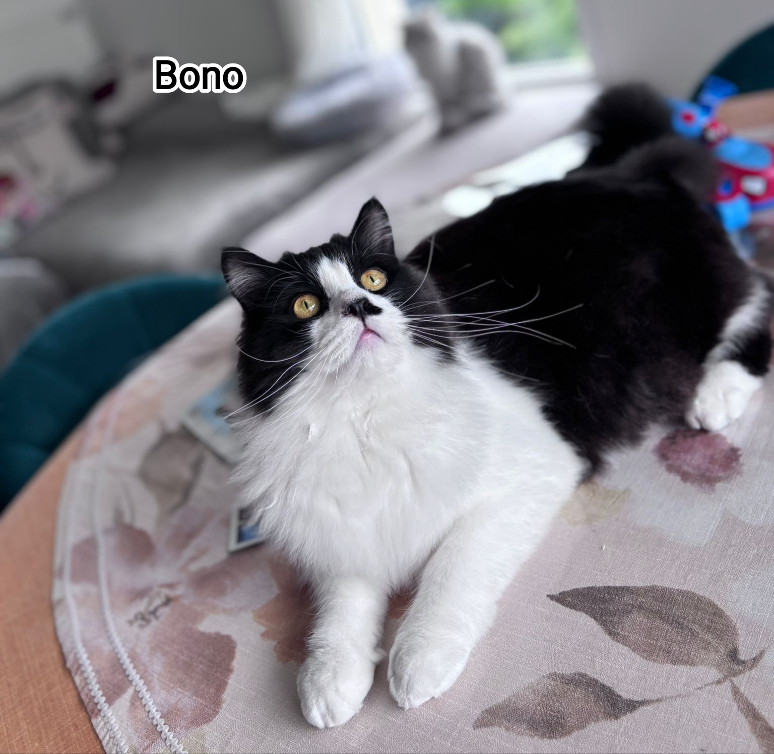 BONO