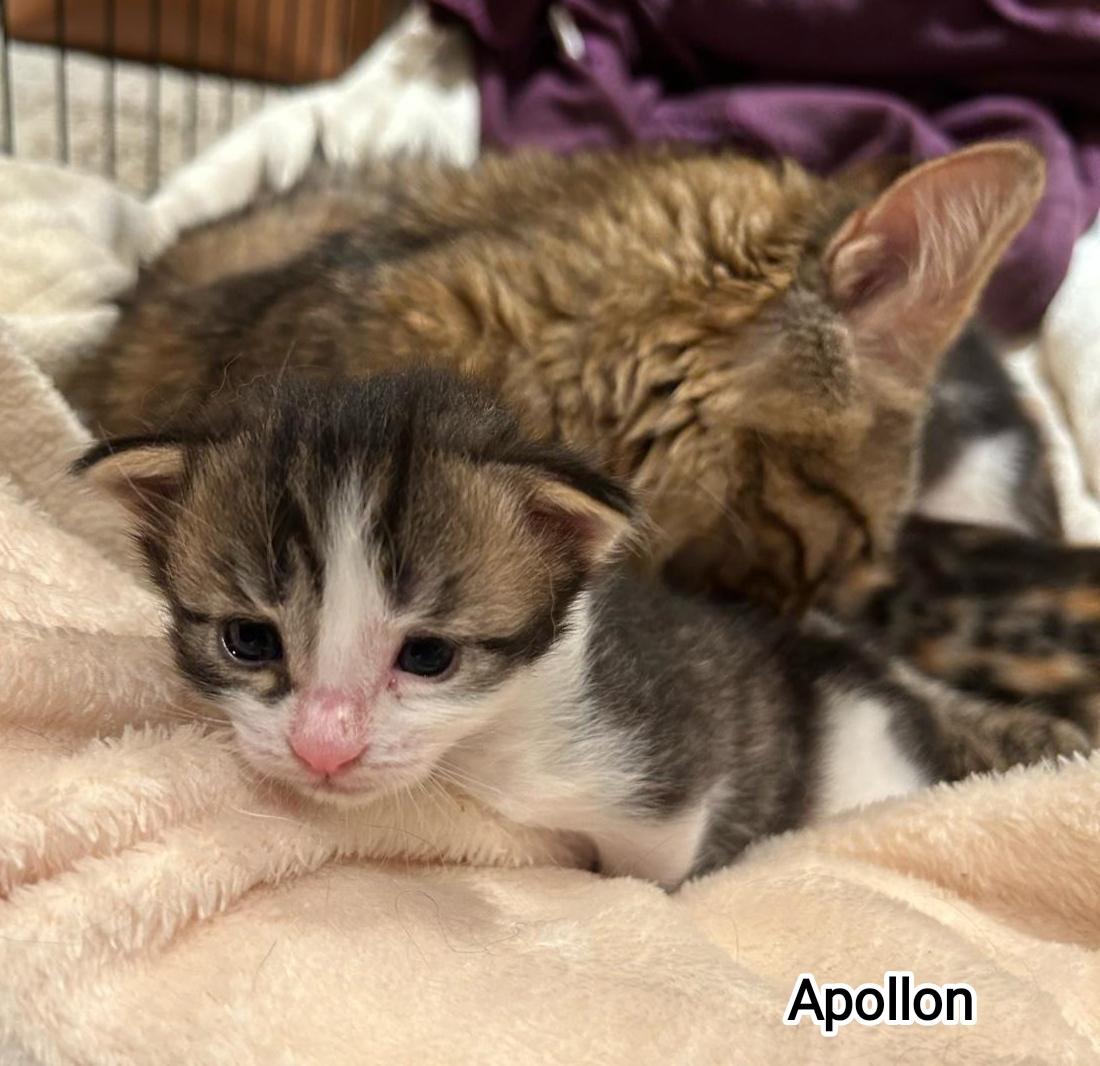 APOLLON