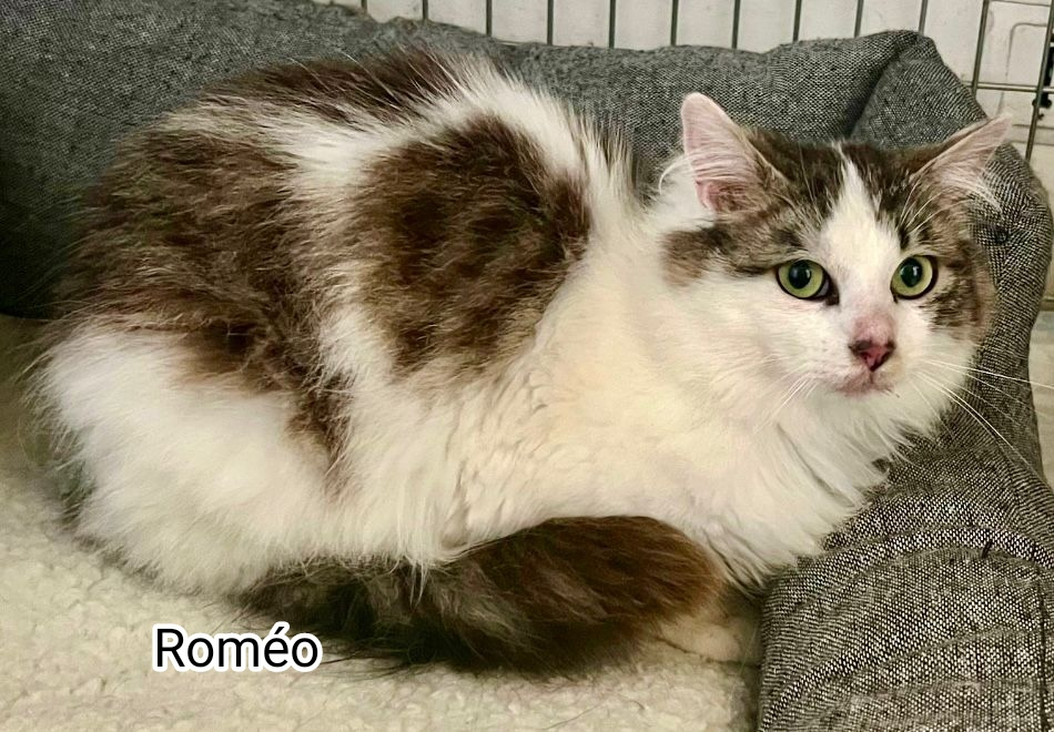 Roméo