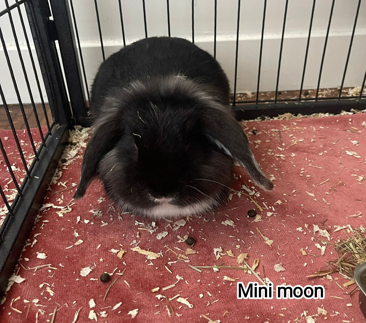 MINI MOON