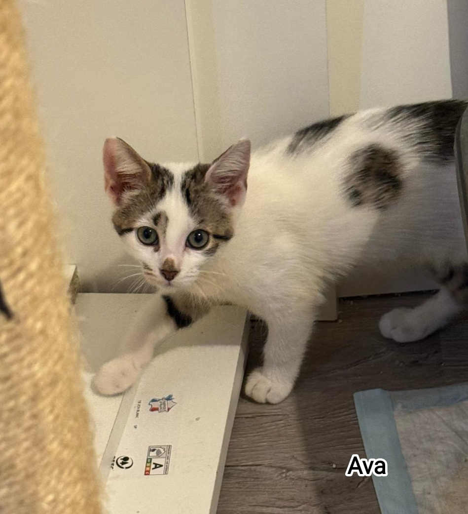 AVA
