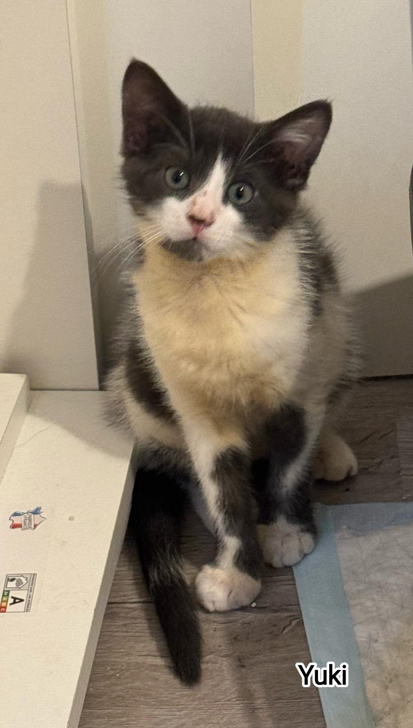 YUKI