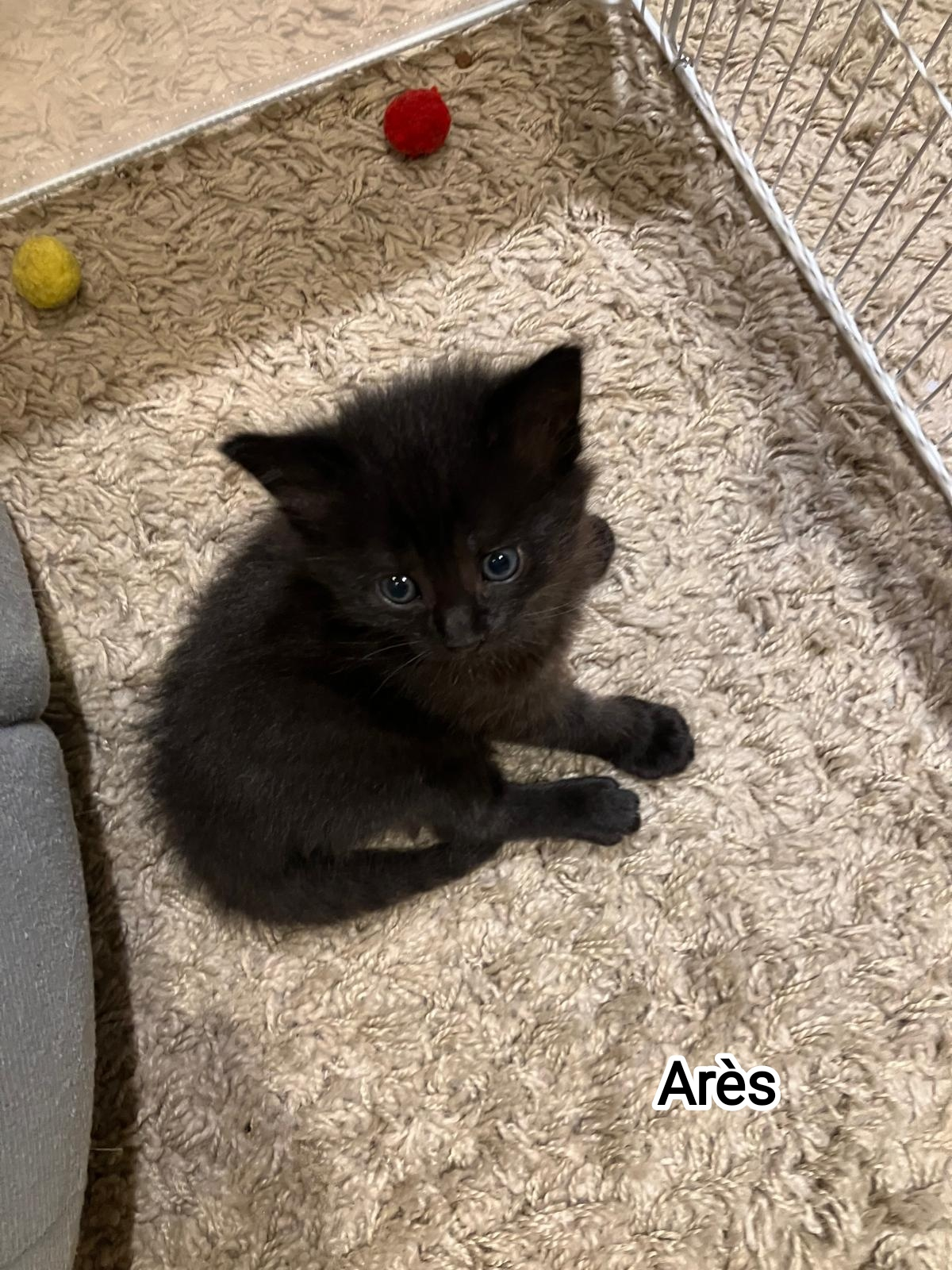 ARES