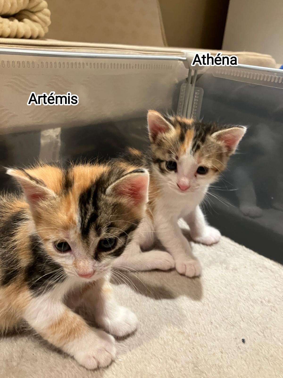 ATHENA