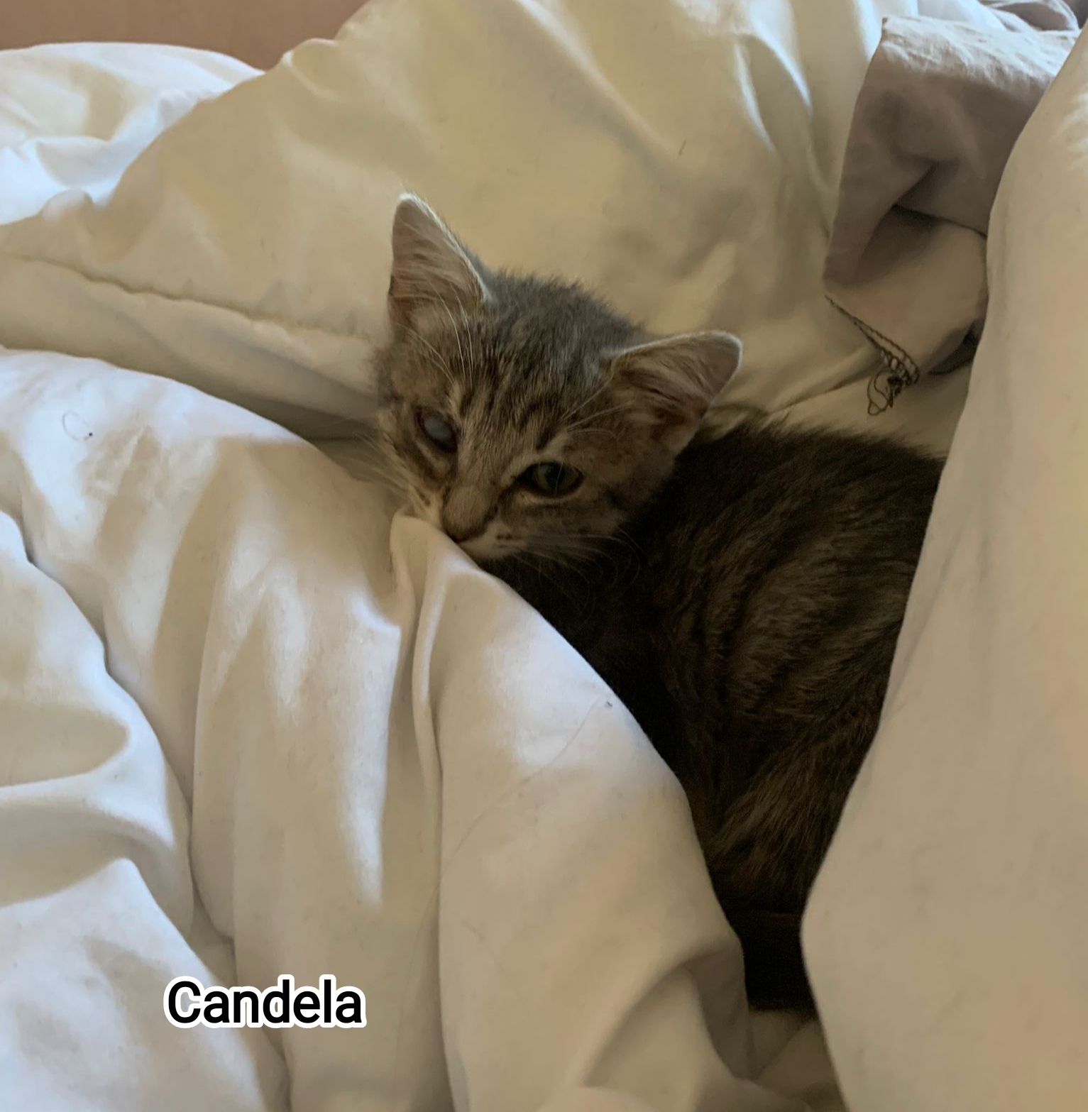 CANDELA