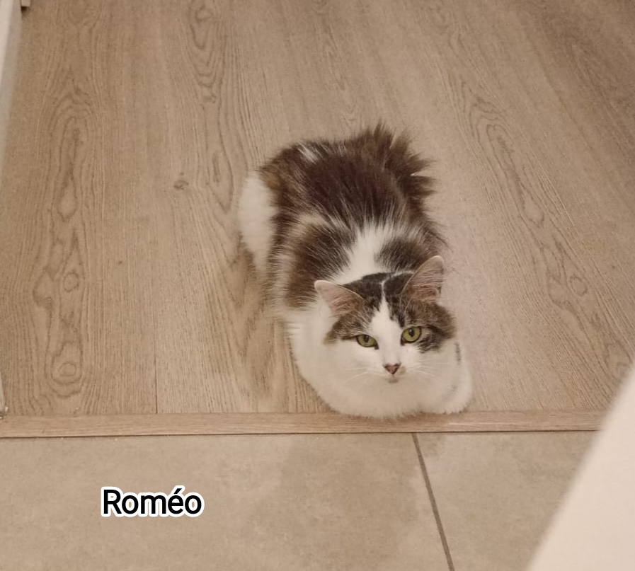 ROMEO