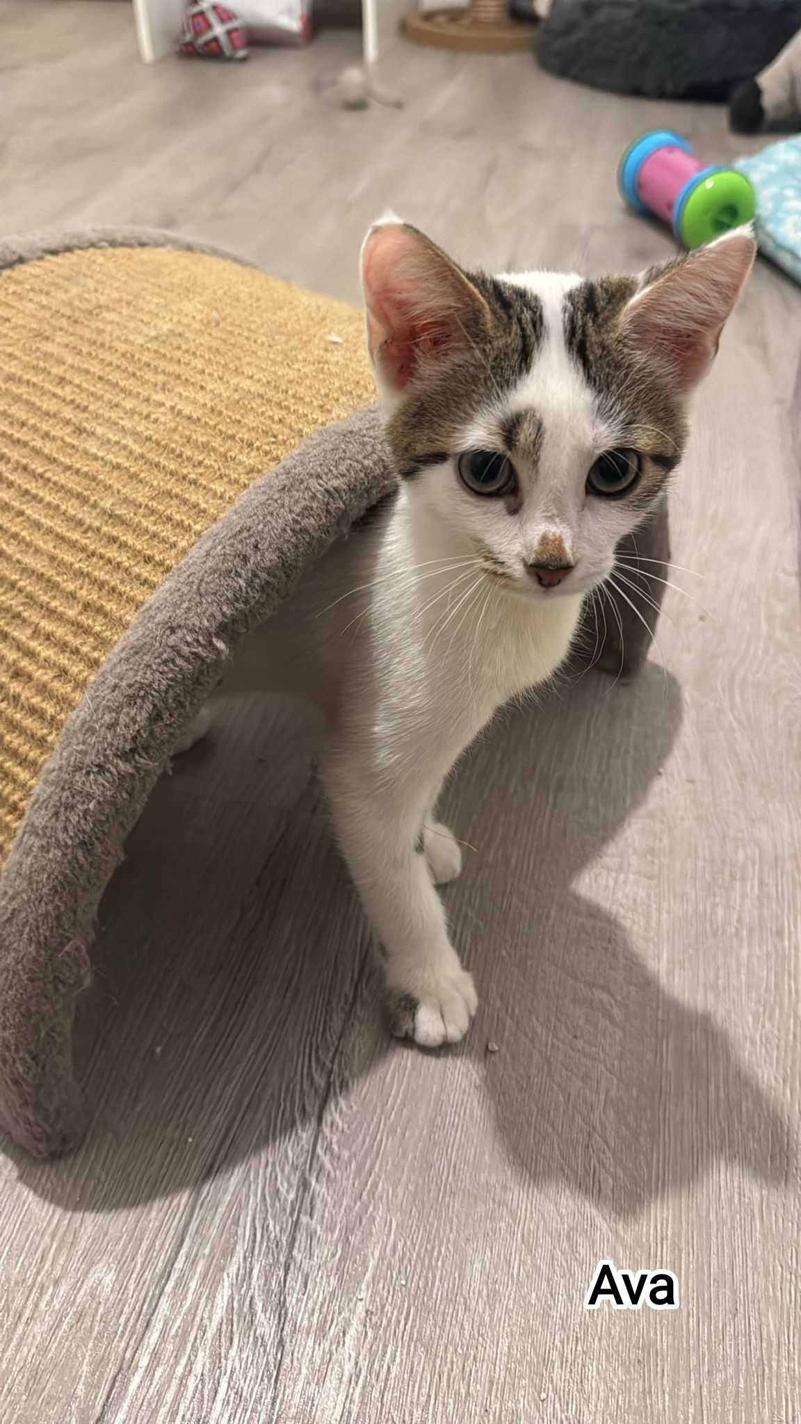 AVA