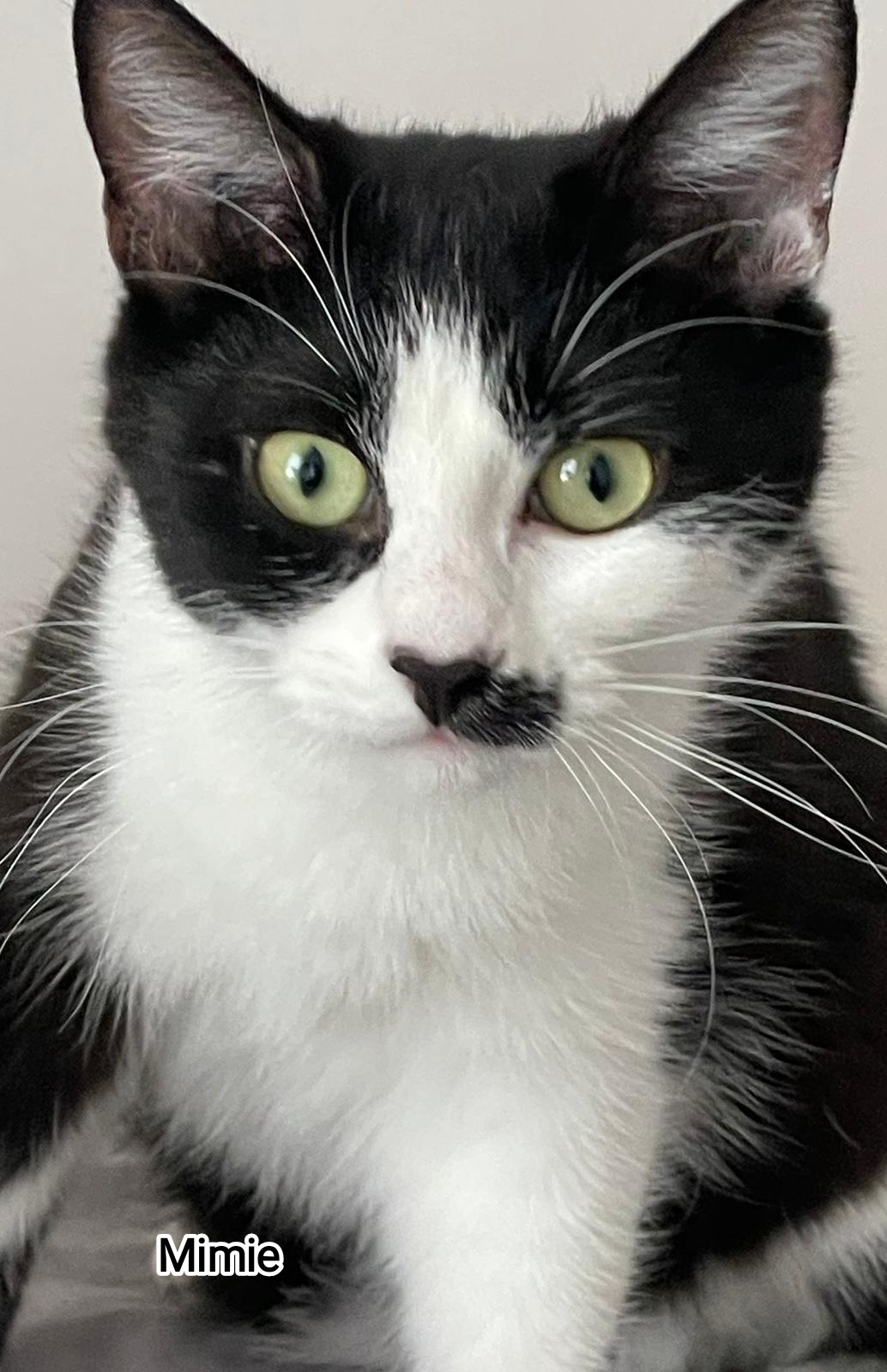 MIMIE